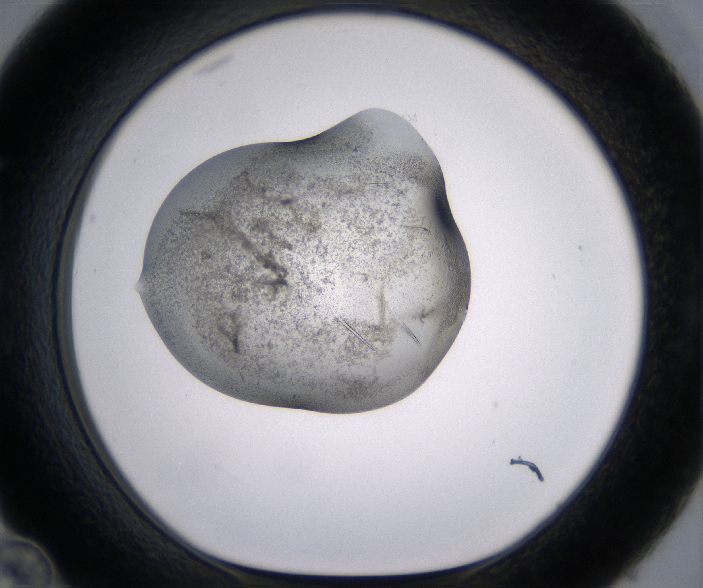 C12_HighResolution_Crystal_1.jpg