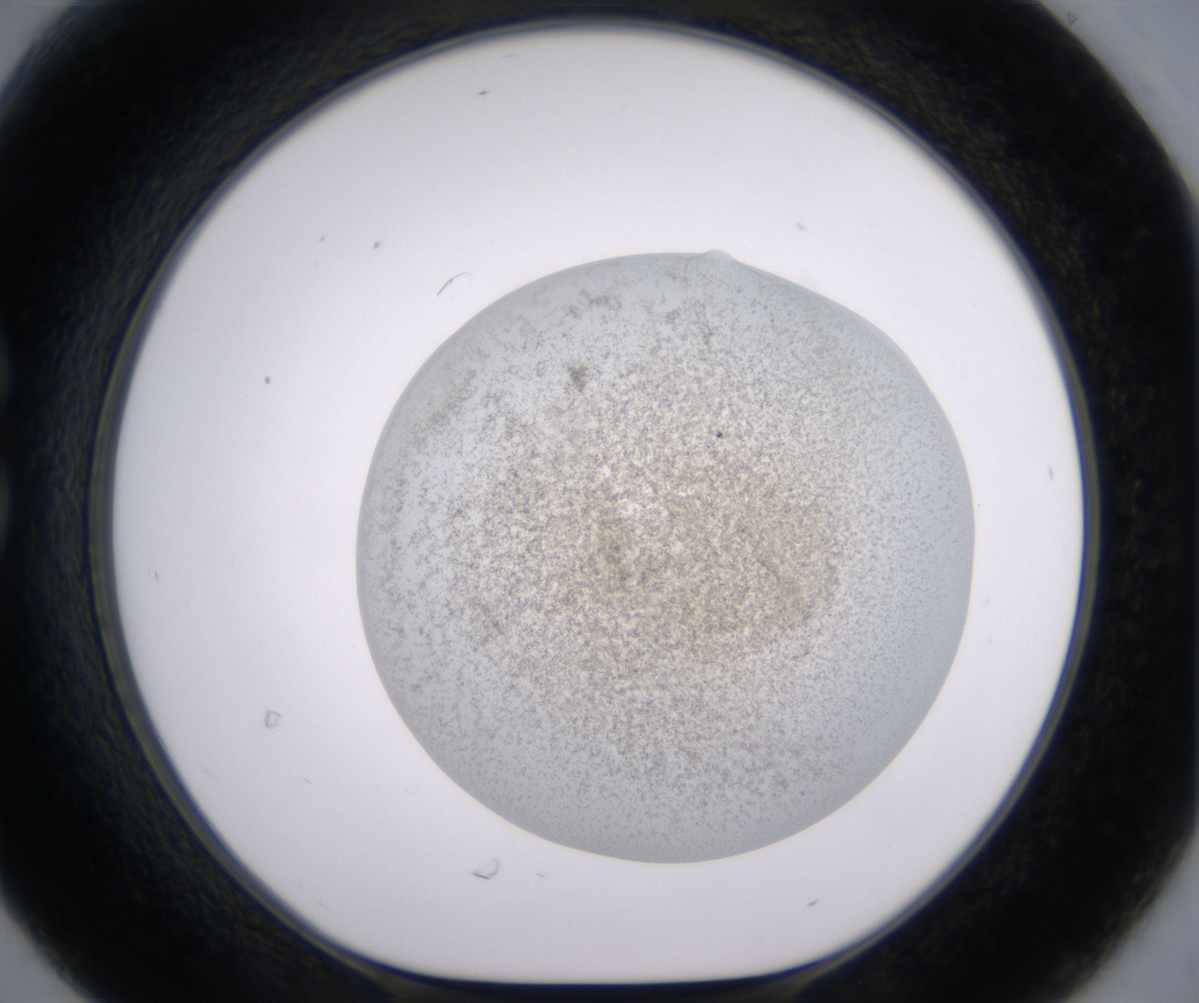 C6_HighResolution_Precipitate_1.jpg