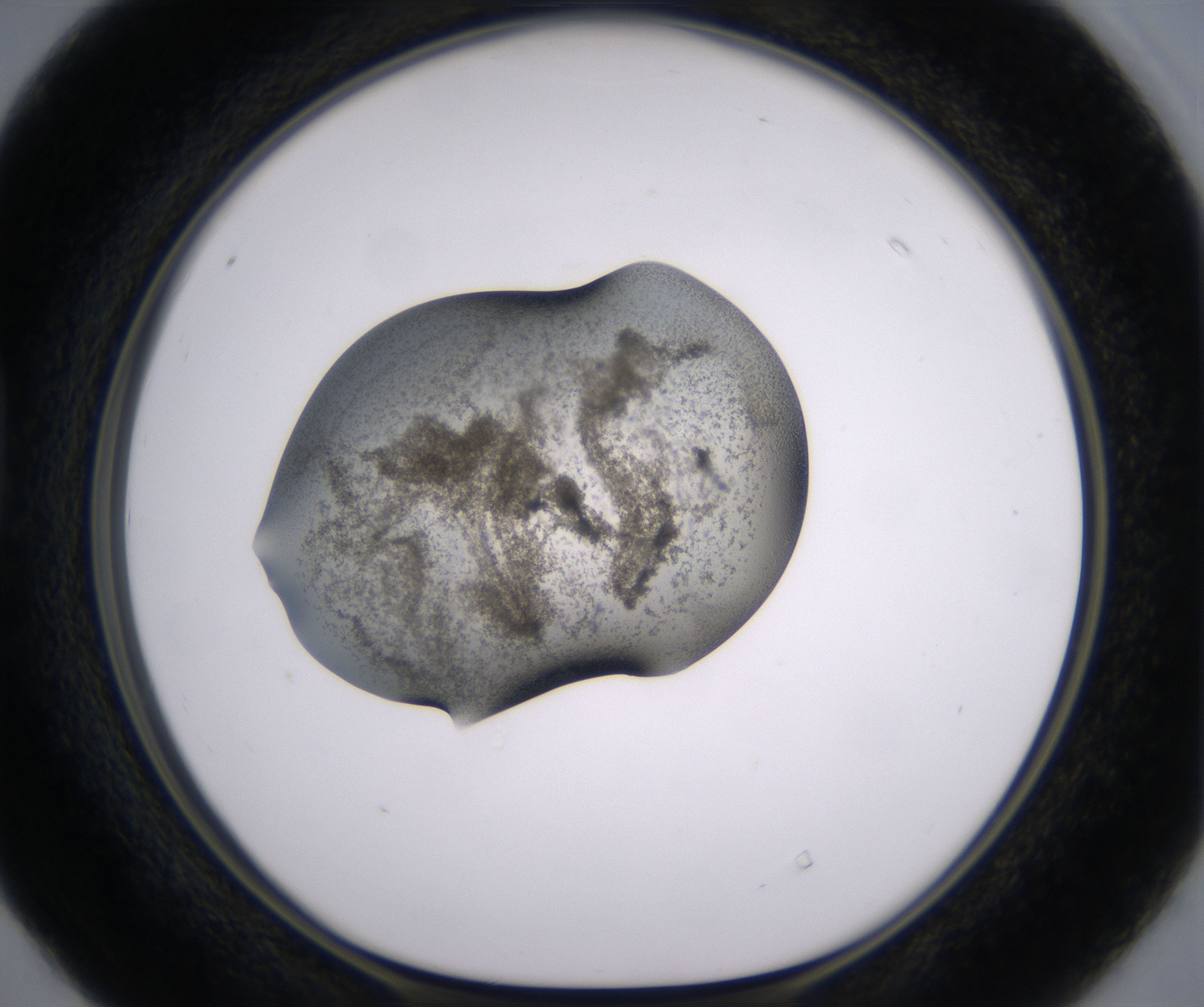 D4_HighResolution_Precipitate_1.jpg