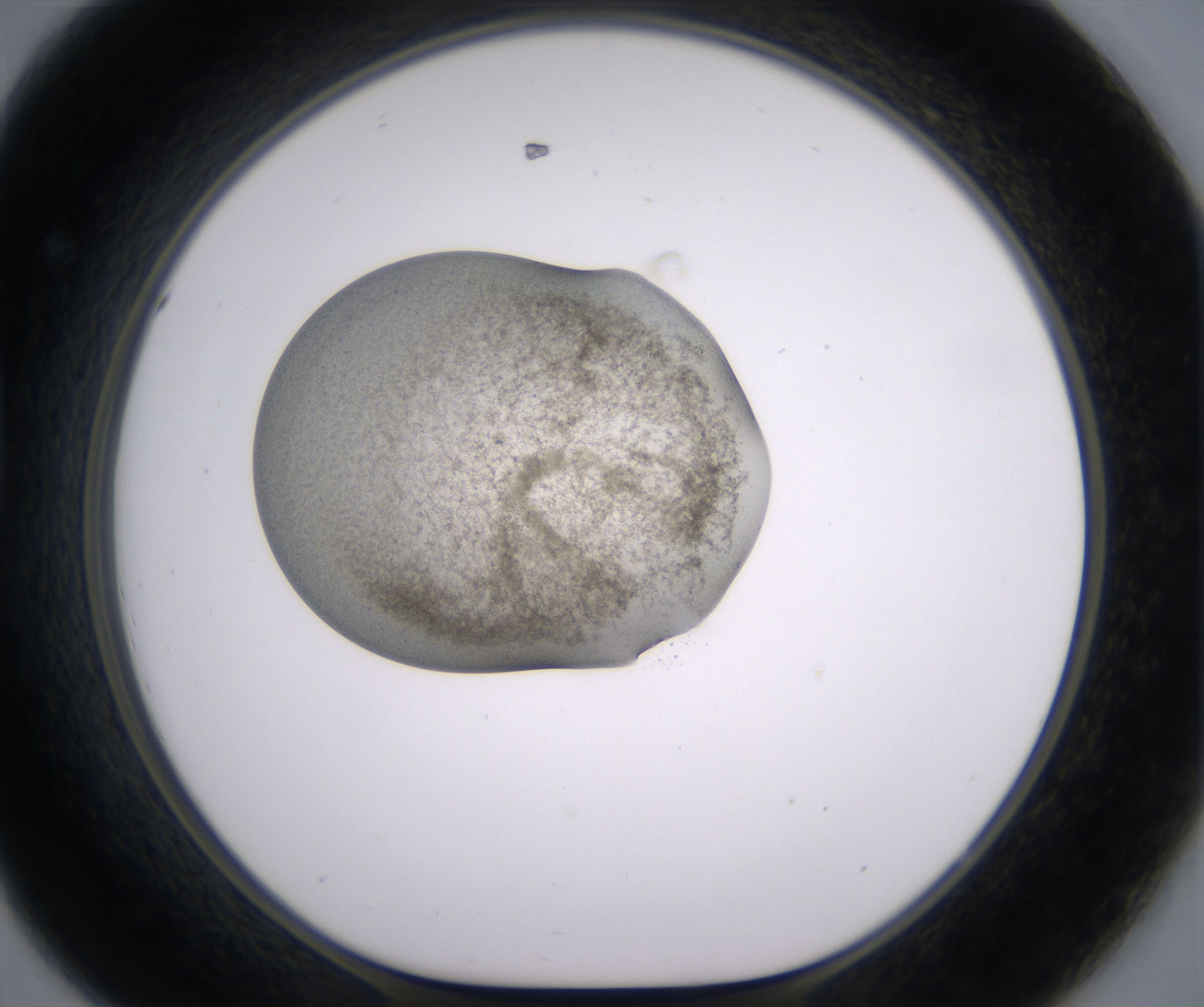 D8_HighResolution_Precipitate_1.jpg