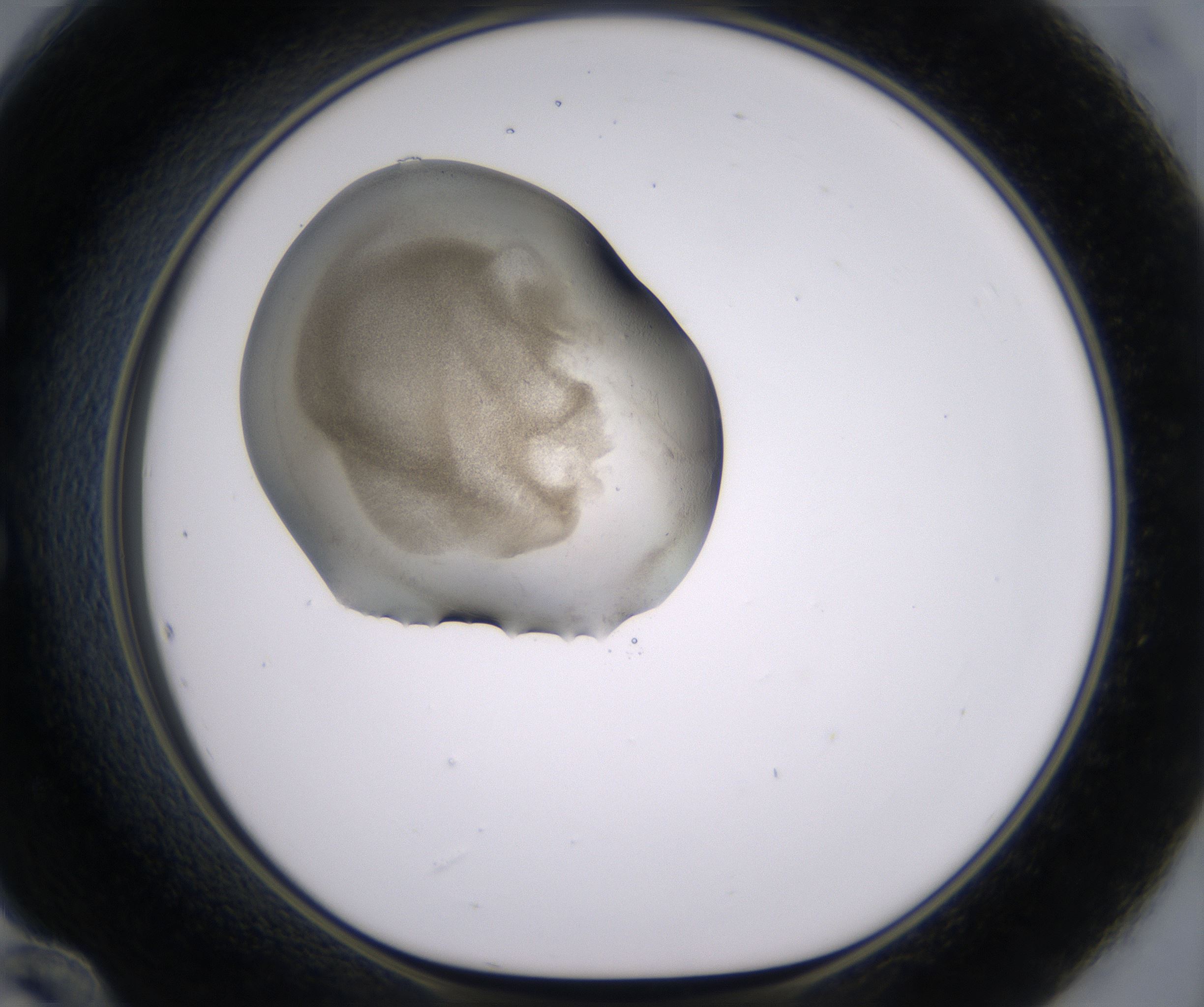 E12_HighResolution_Precipitate_1.jpg