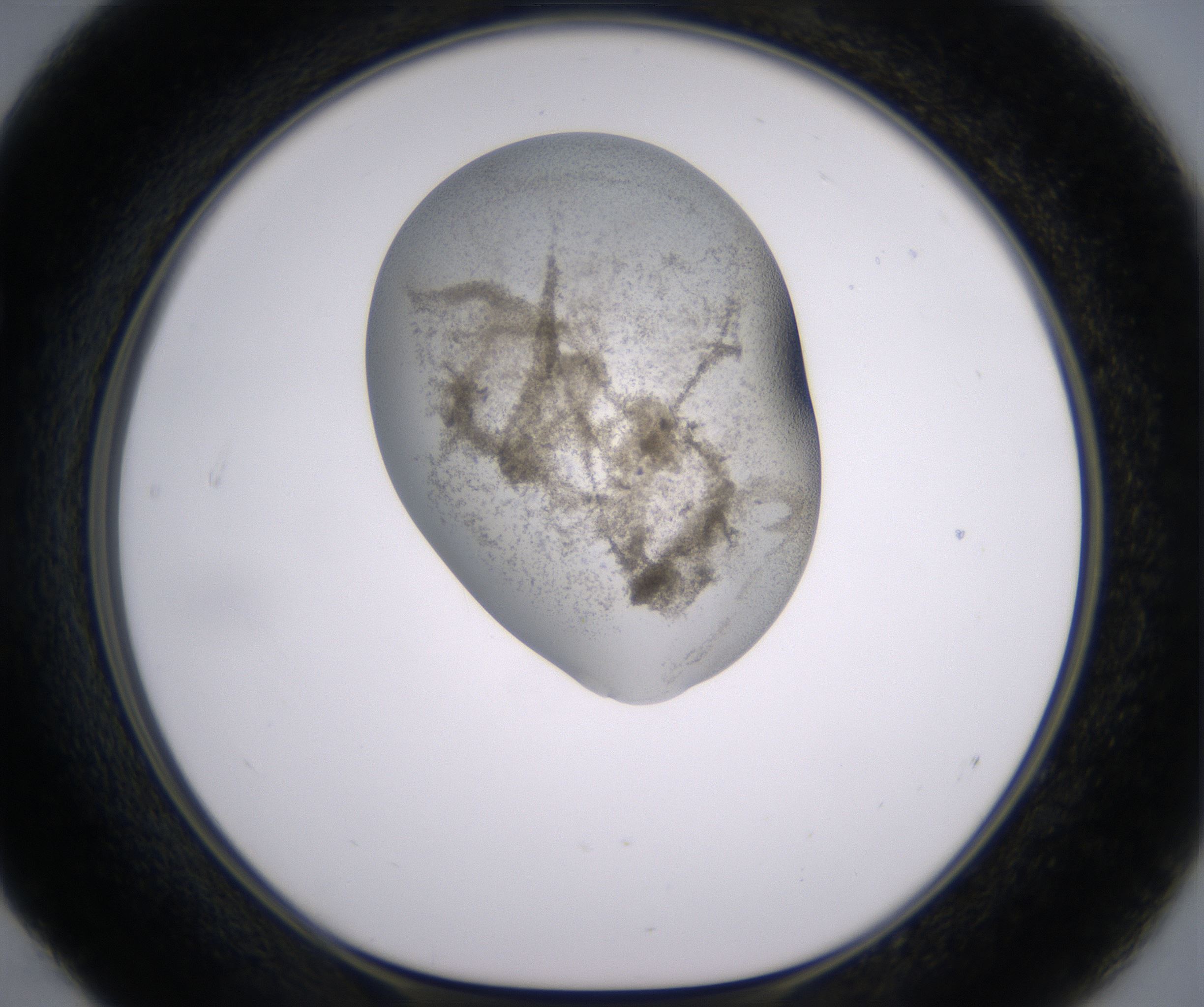 E4_HighResolution_Precipitate_1.jpg