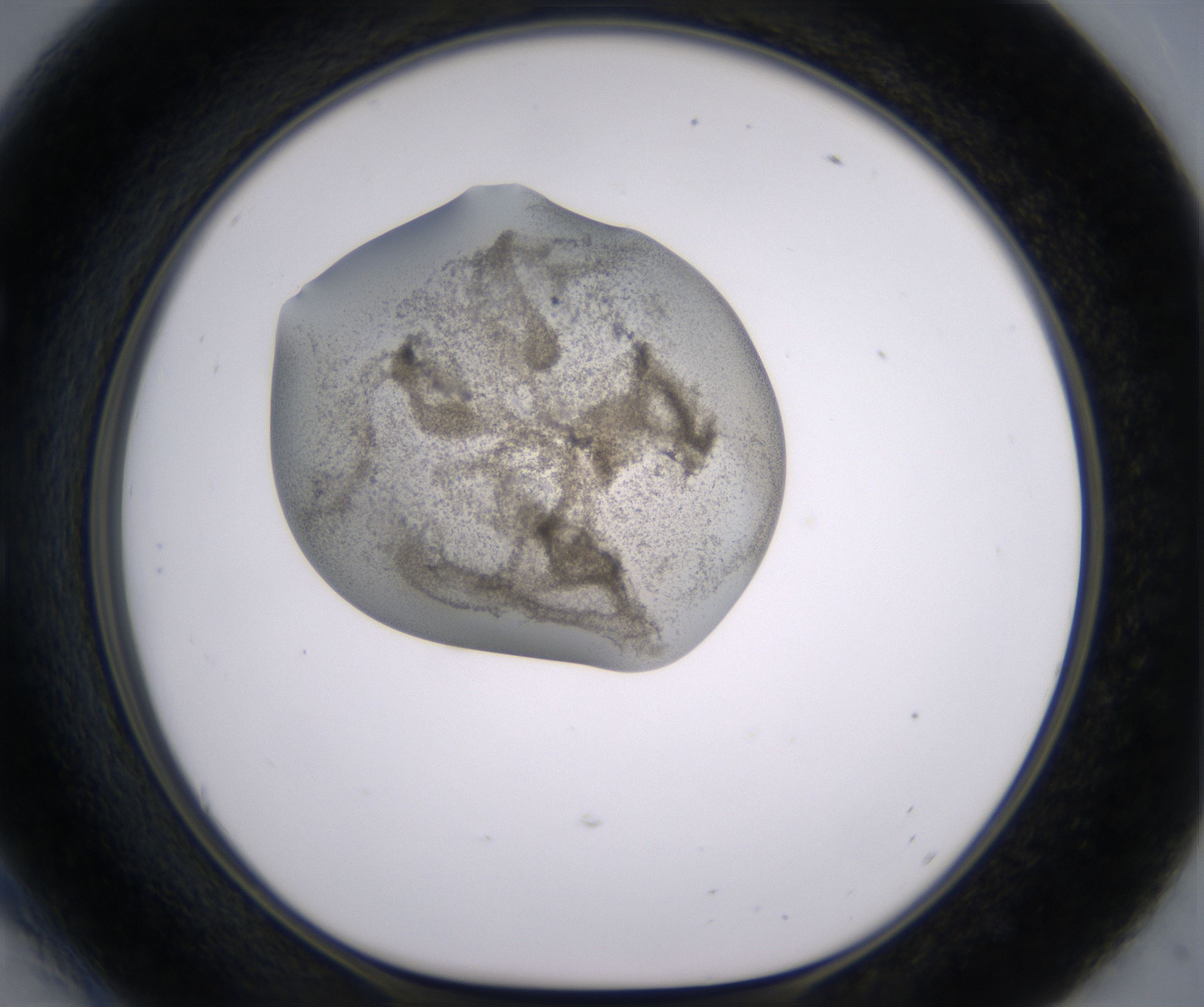 E6_HighResolution_Precipitate_1.jpg