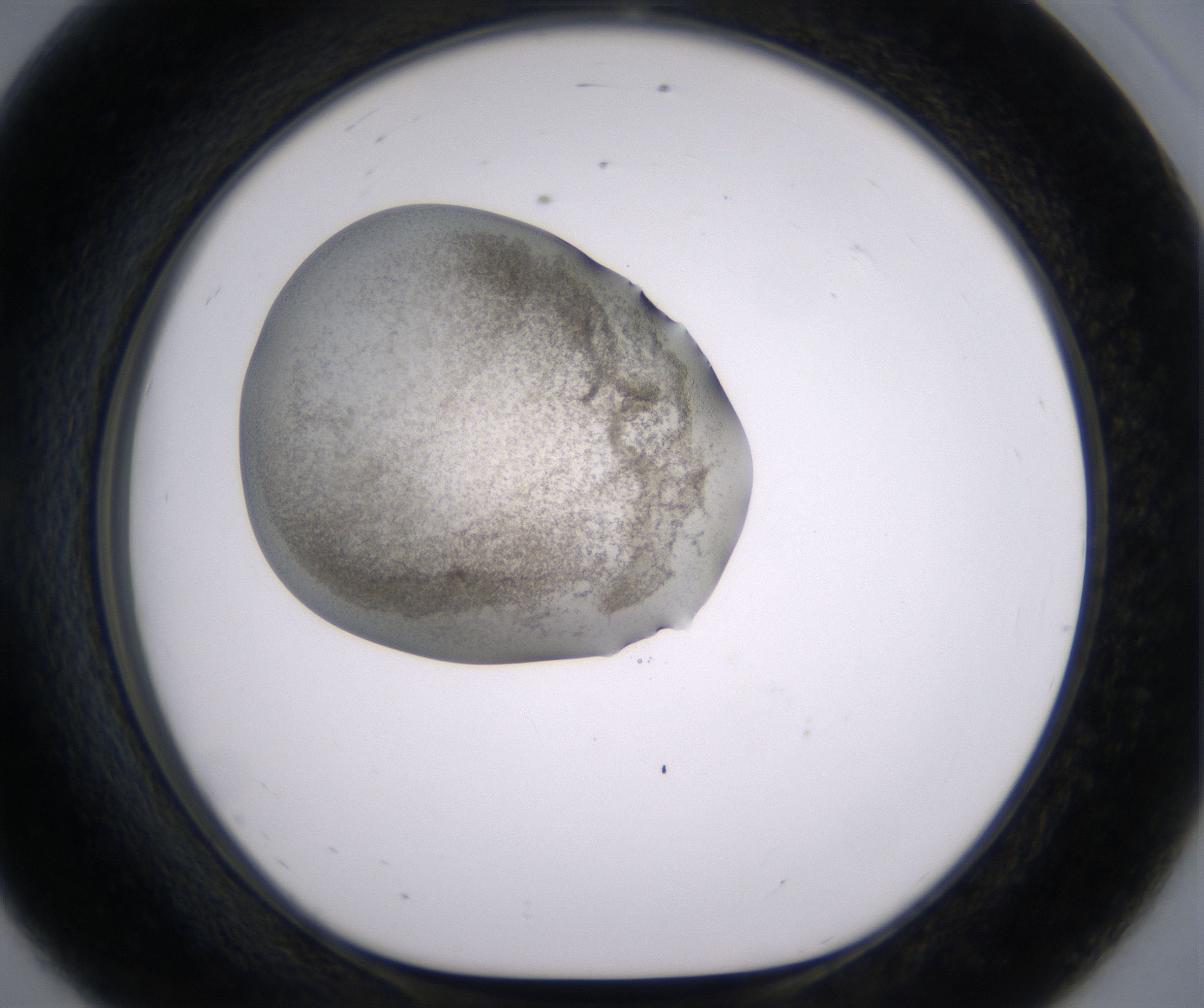 E8_HighResolution_Precipitate_1.jpg