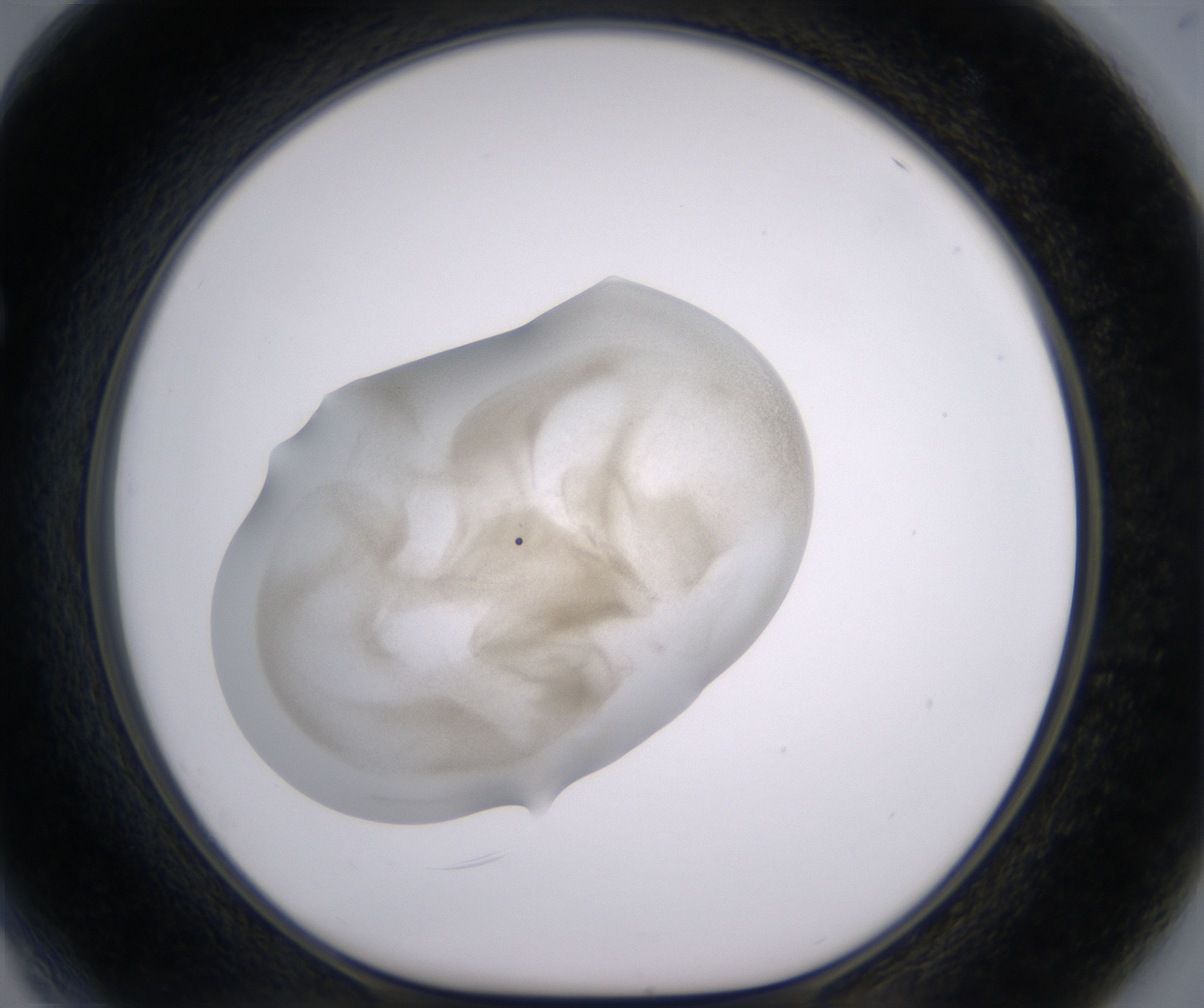 F4_HighResolution_Precipitate_1.jpg