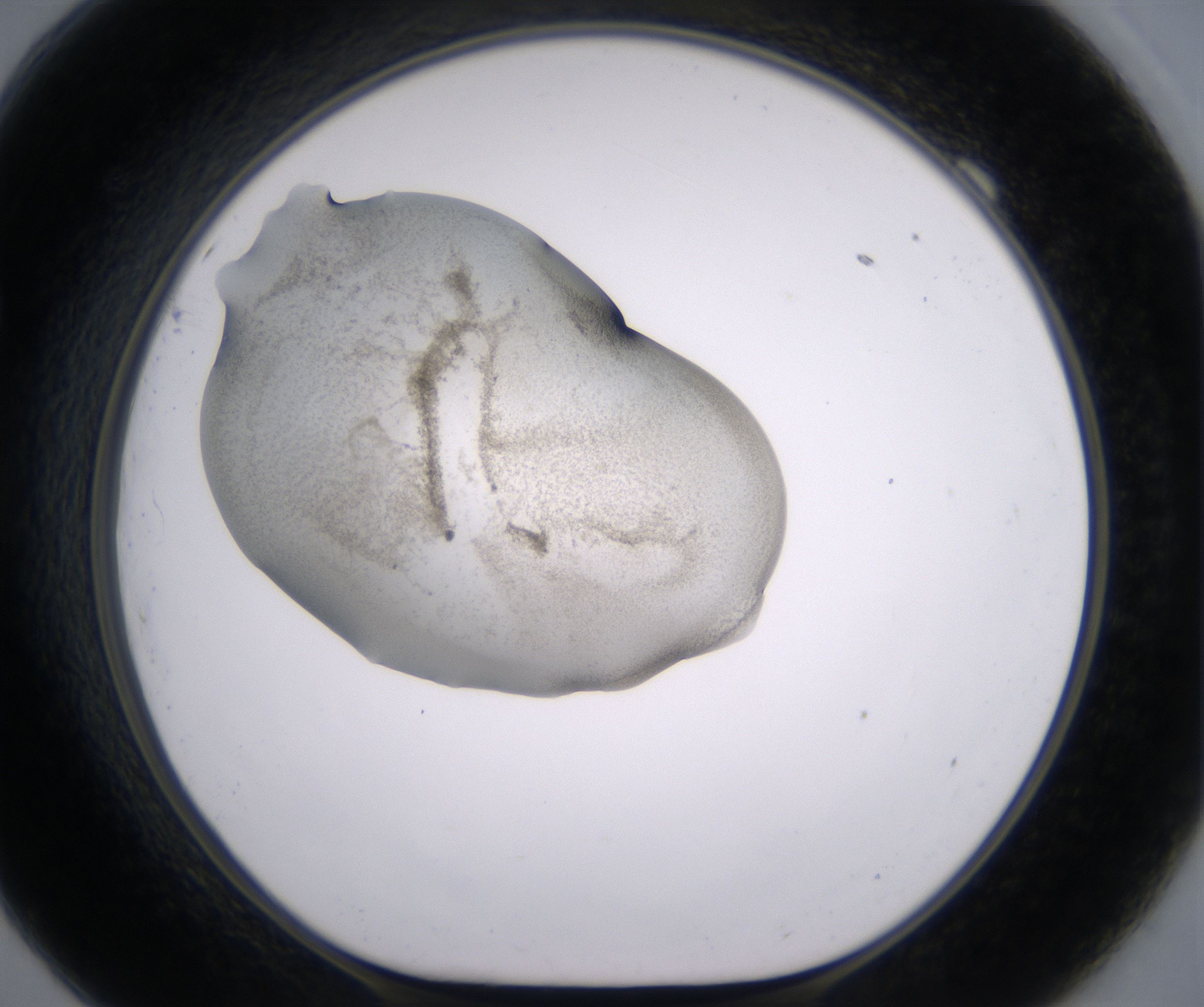 F9_HighResolution_Precipitate_1.jpg
