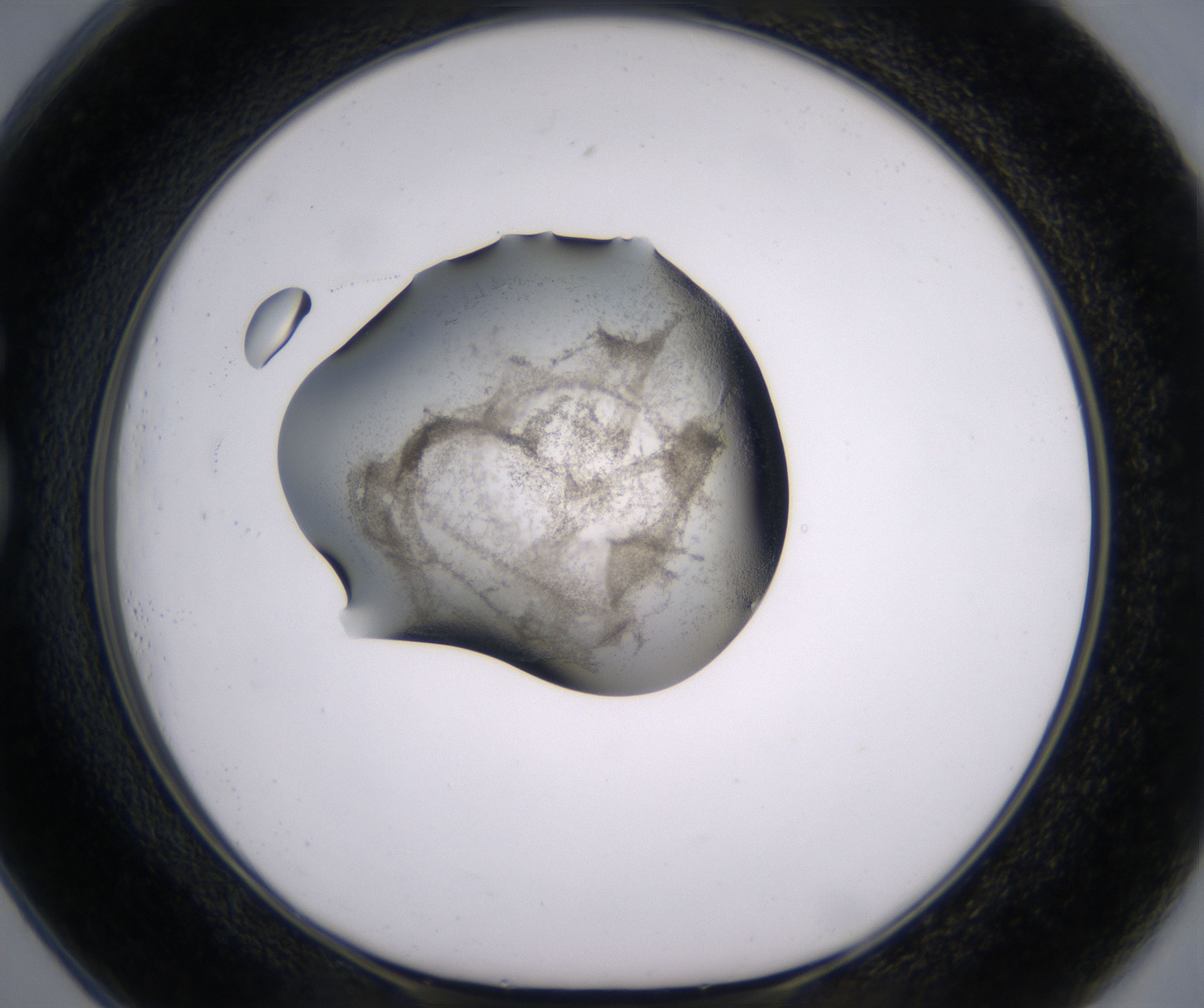 G1_HighResolution_Precipitate_1.jpg