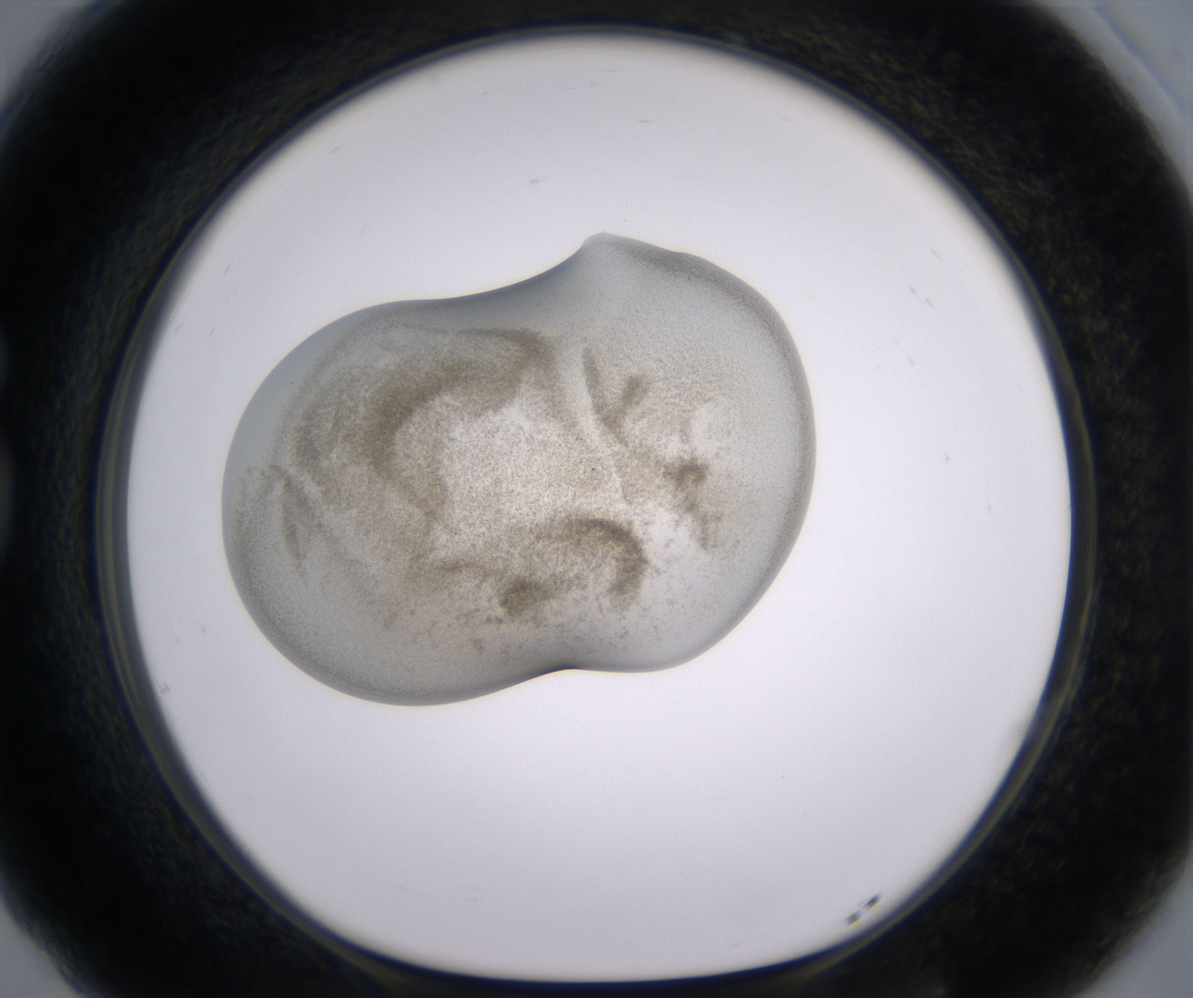G5_HighResolution_Precipitate_1.jpg