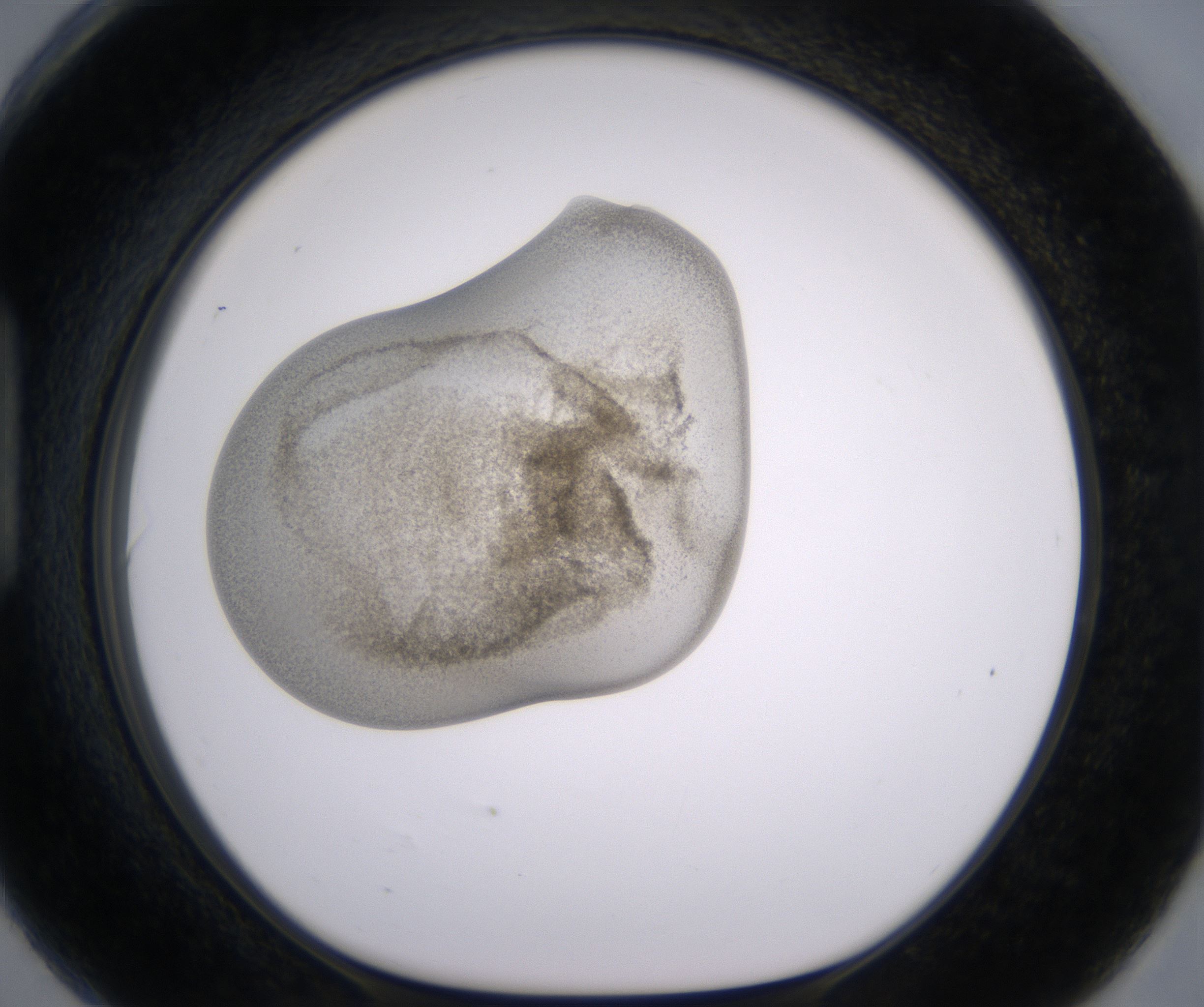 H6_HighResolution_Precipitate_1.jpg