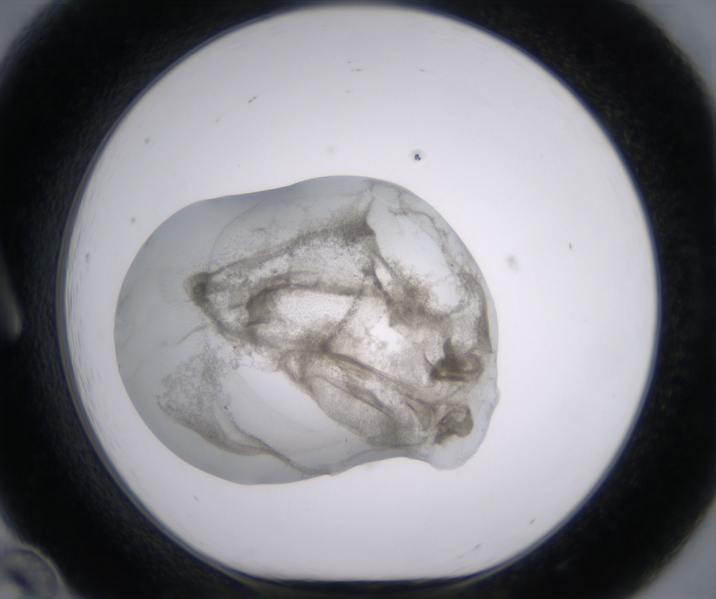 A12_HighResolution_Precipitate_1.jpg