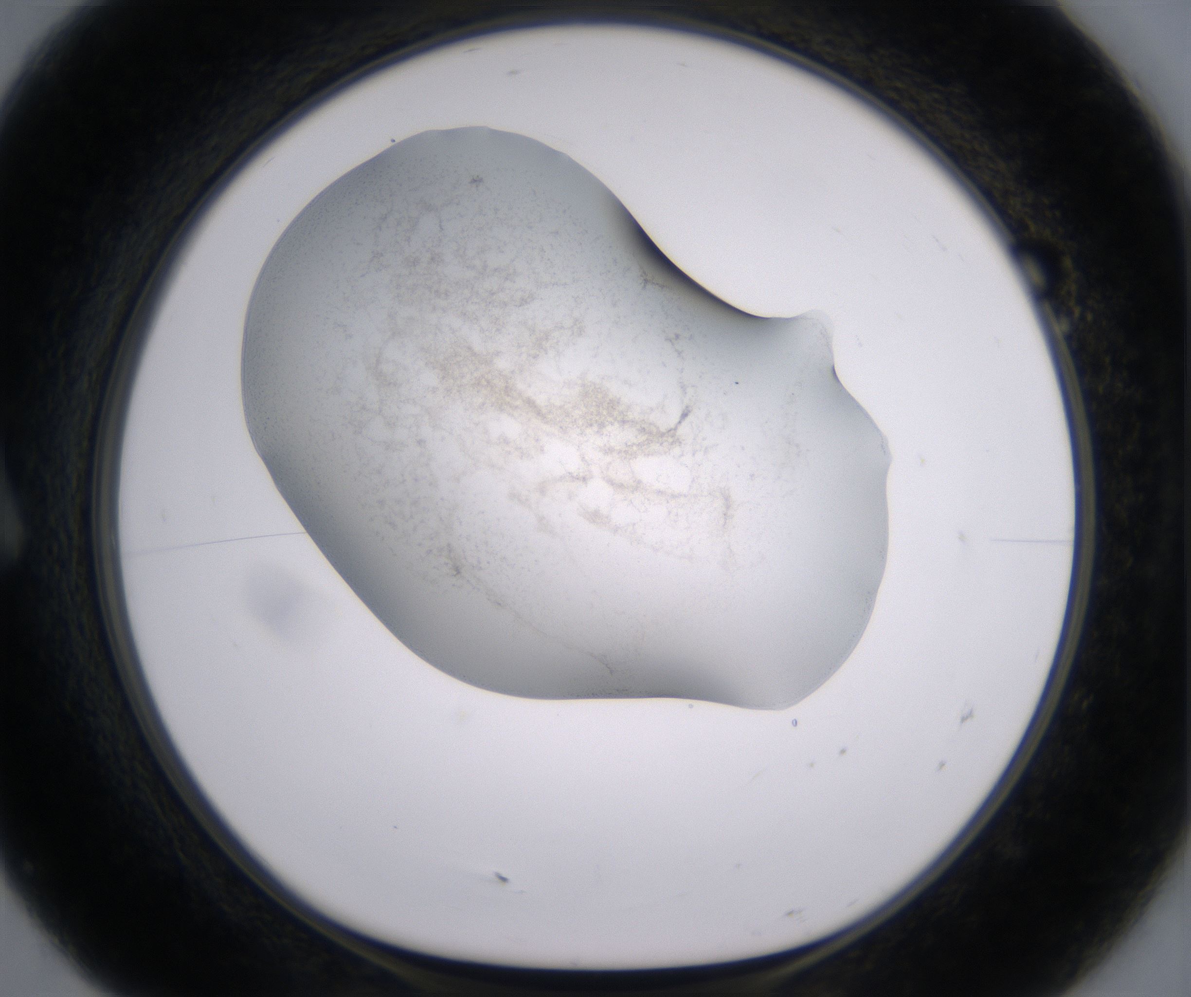 A7_HighResolution_Precipitate_1.jpg