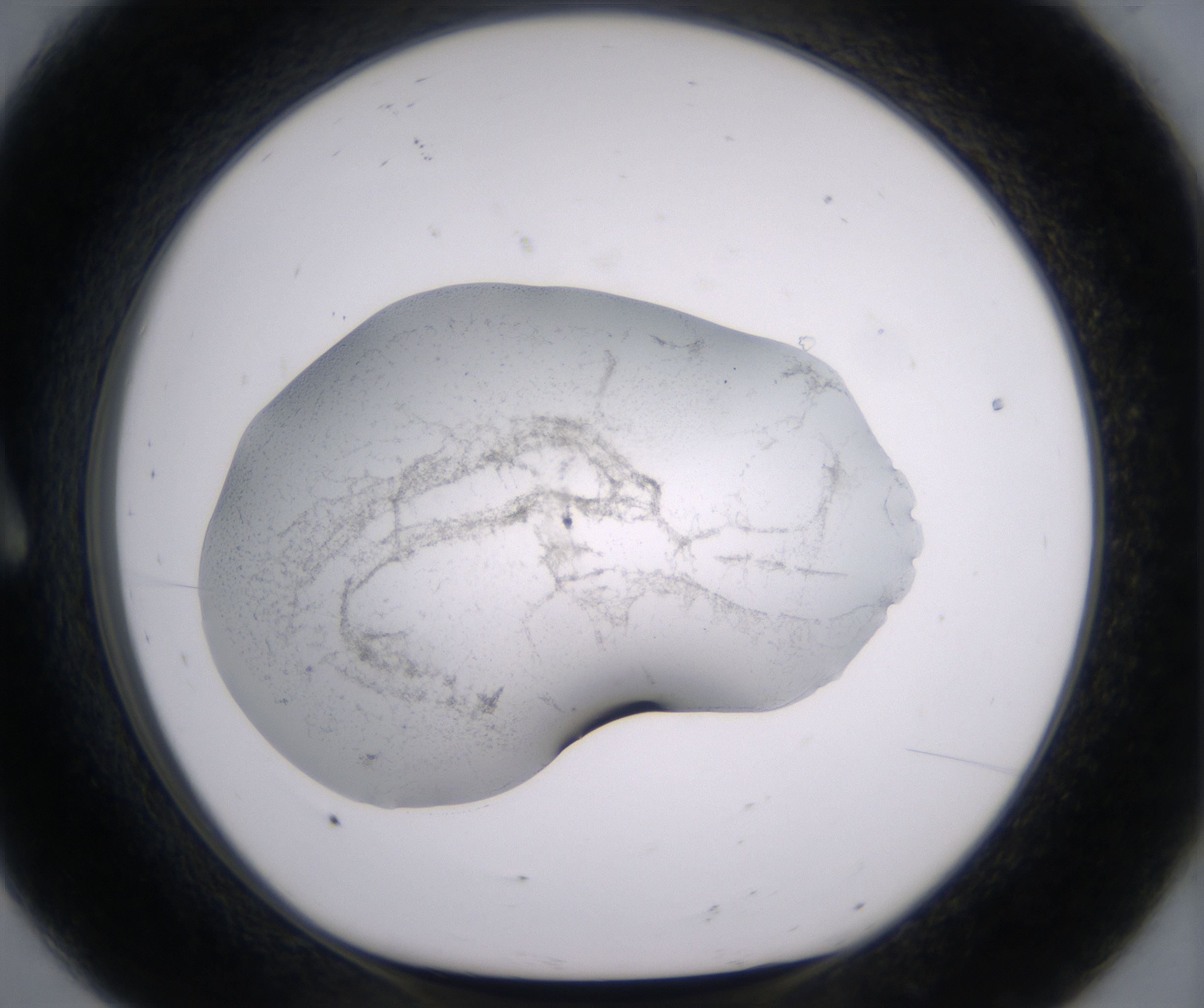 A8_HighResolution_Precipitate_1.jpg
