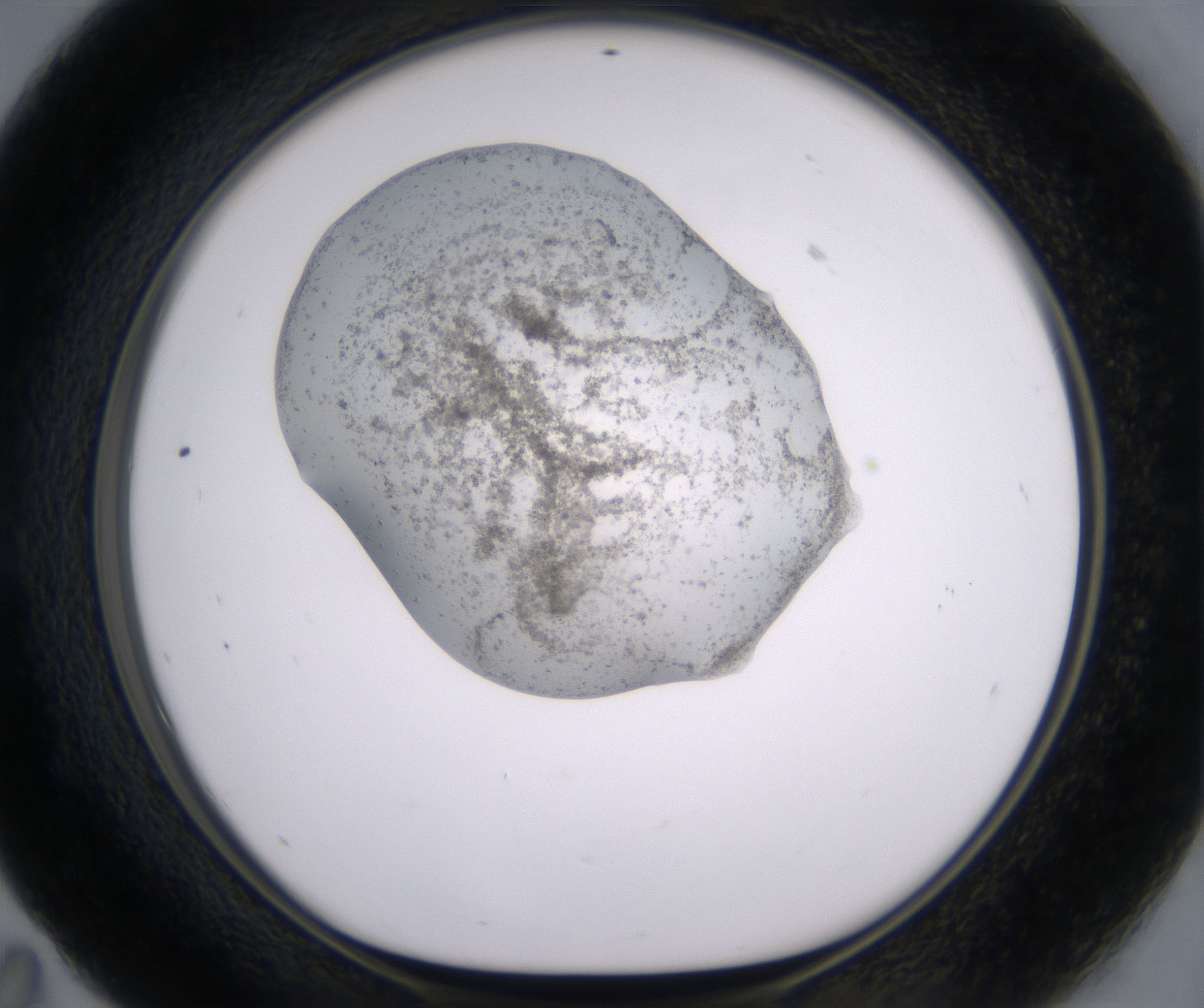 E11_HighResolution_Precipitate_1.jpg
