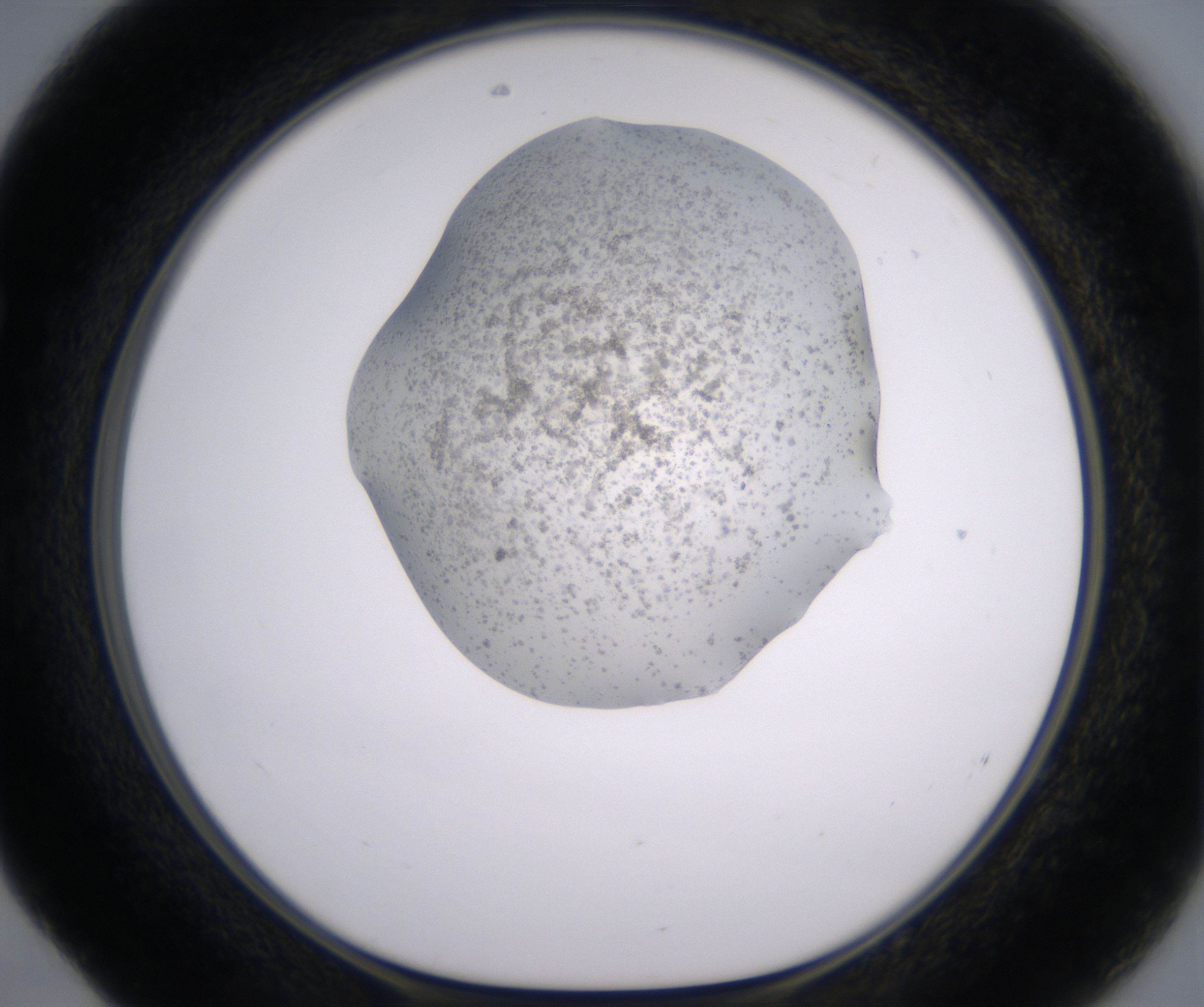E4_HighResolution_Precipitate_1.jpg