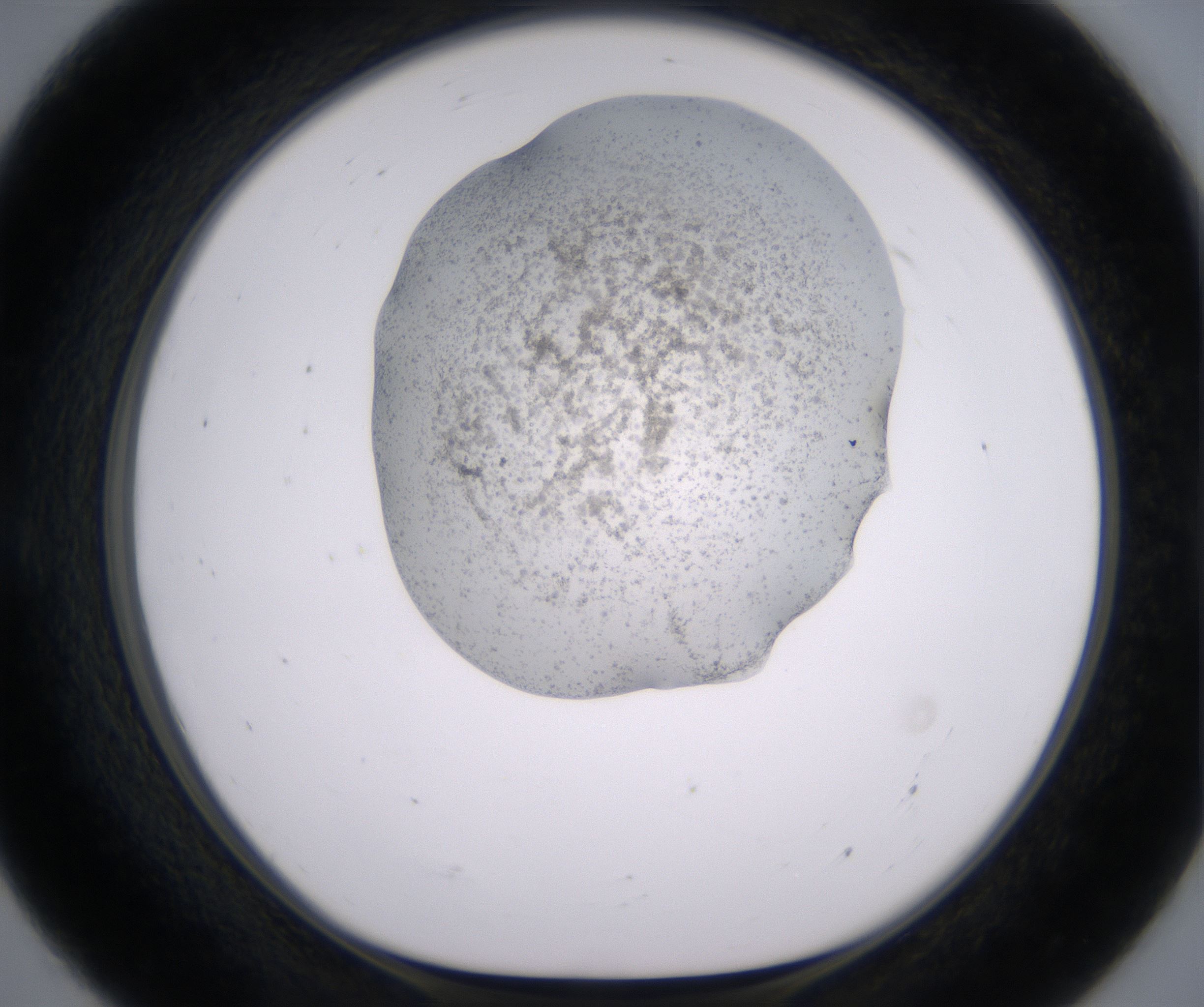 E7_HighResolution_Precipitate_1.jpg