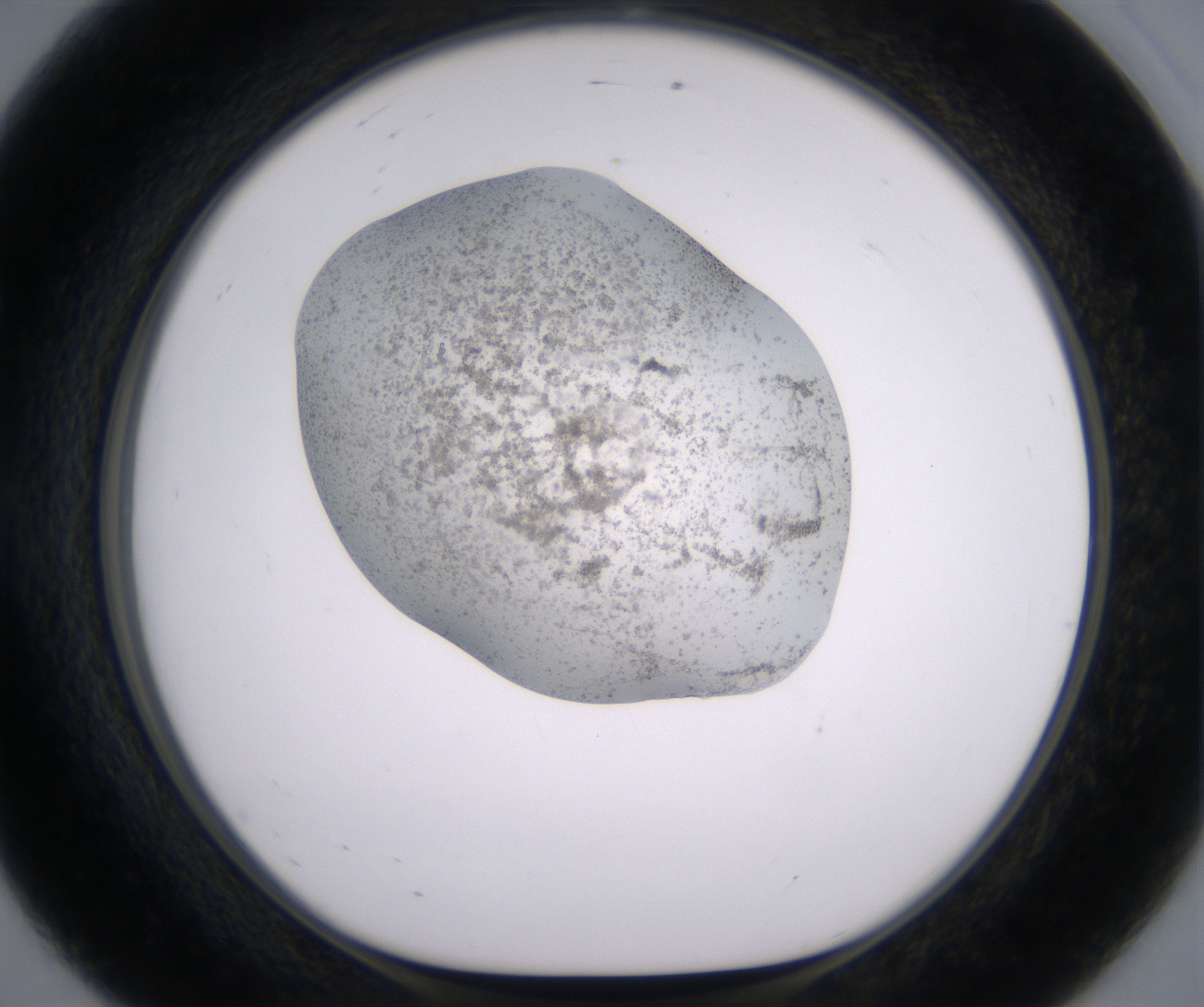 E8_HighResolution_Precipitate_1.jpg