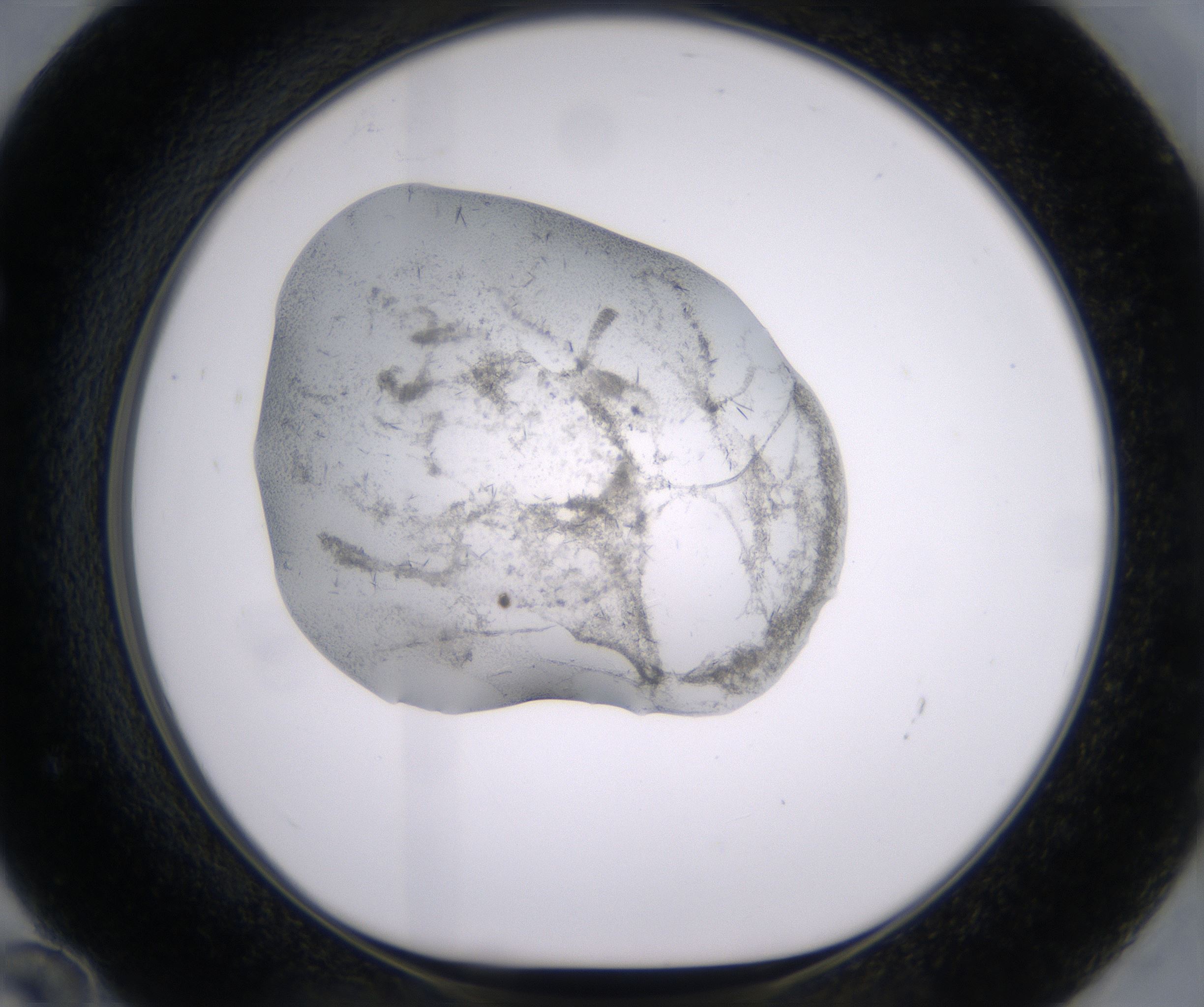 F12_HighResolution_Precipitate_1.jpg