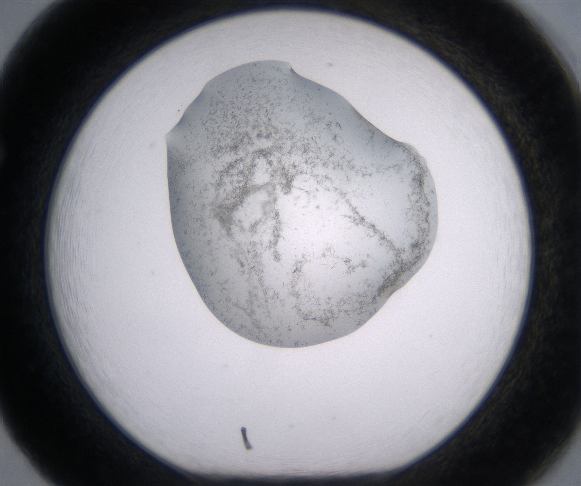 F5_HighResolution_Precipitate_1.jpg