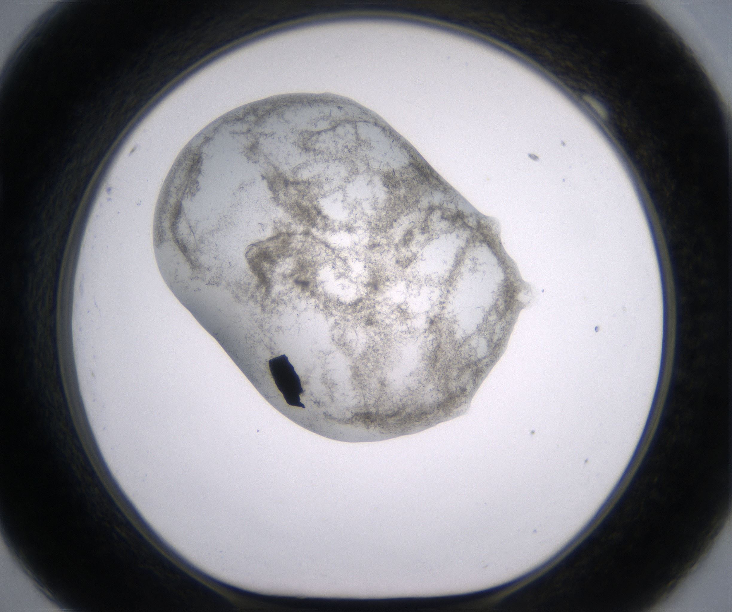 F9_HighResolution_Precipitate_1.jpg