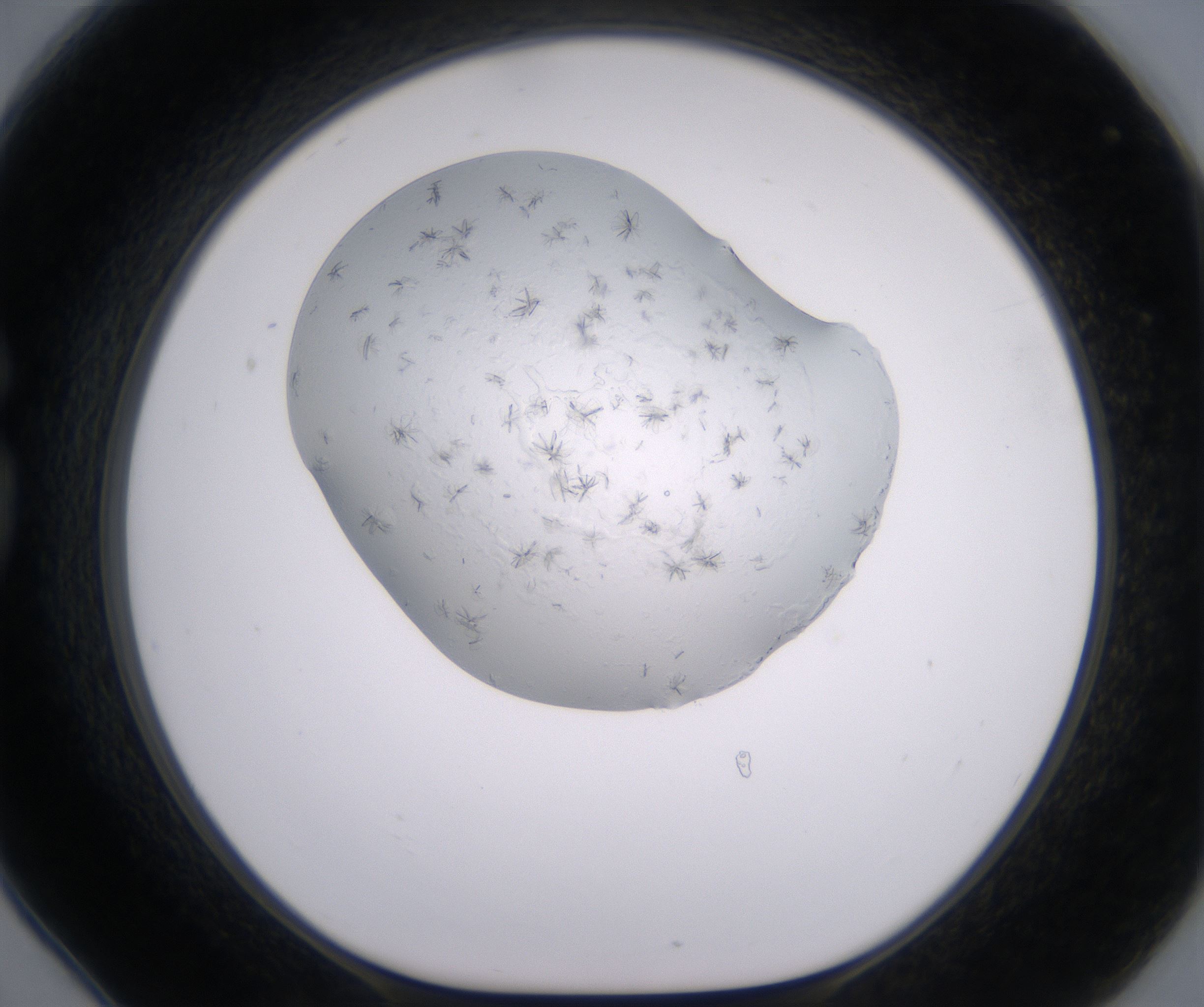 G6_HighResolution_Crystal_1.jpg