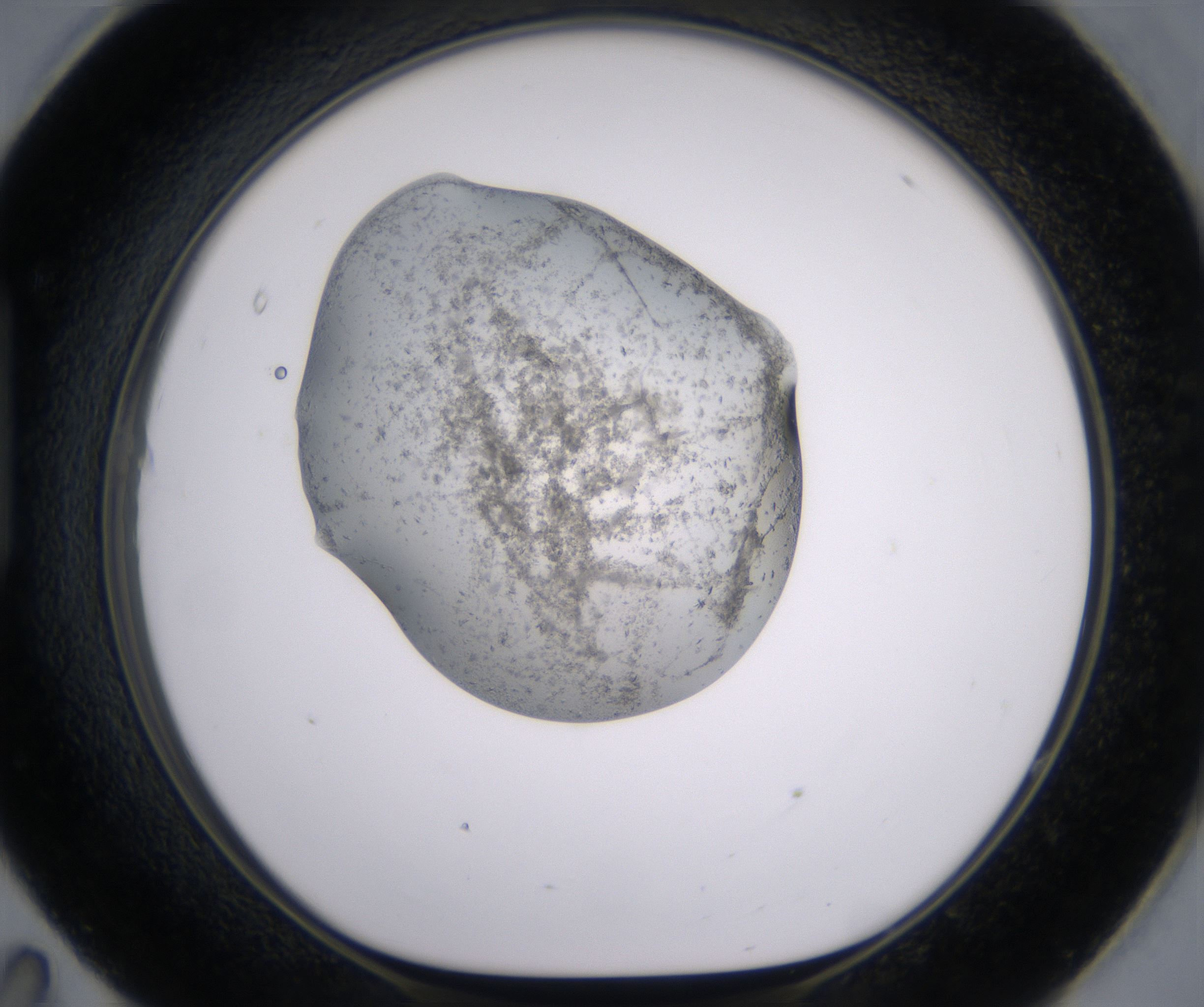 H11_HighResolution_Precipitate_1.jpg