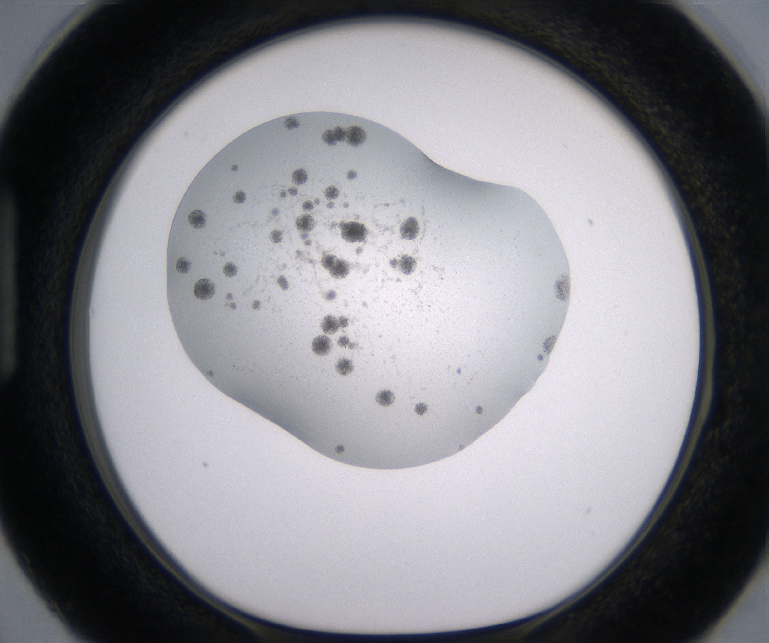 H3_HighResolution_Crystal_1.jpg