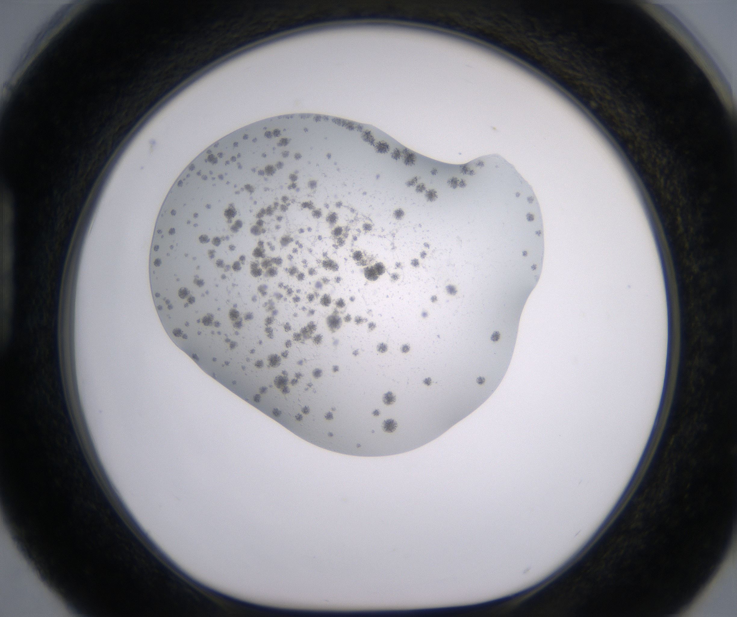 H4_HighResolution_Crystal_1.jpg