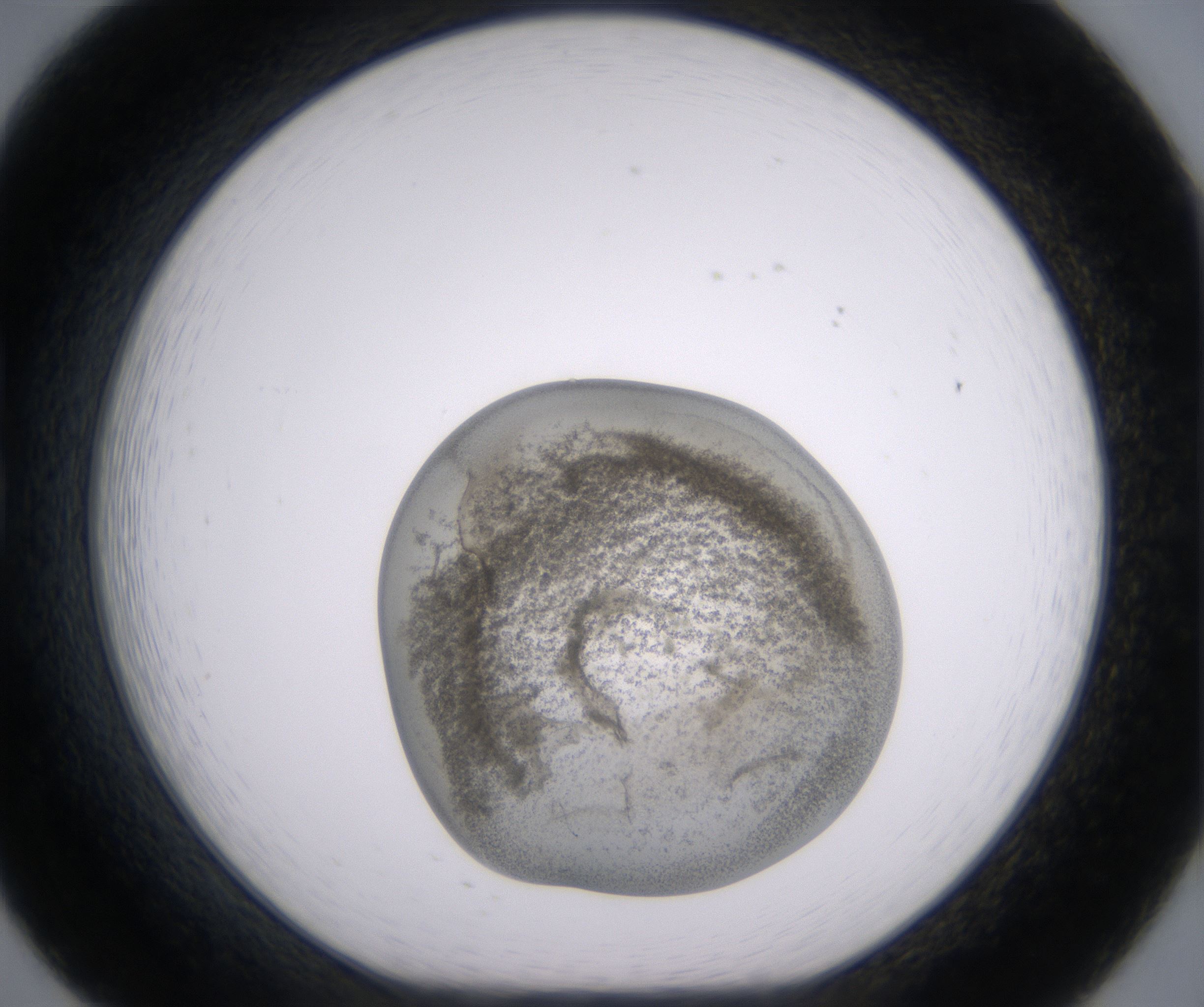 B8_HighResolution_Precipitate_1.jpg