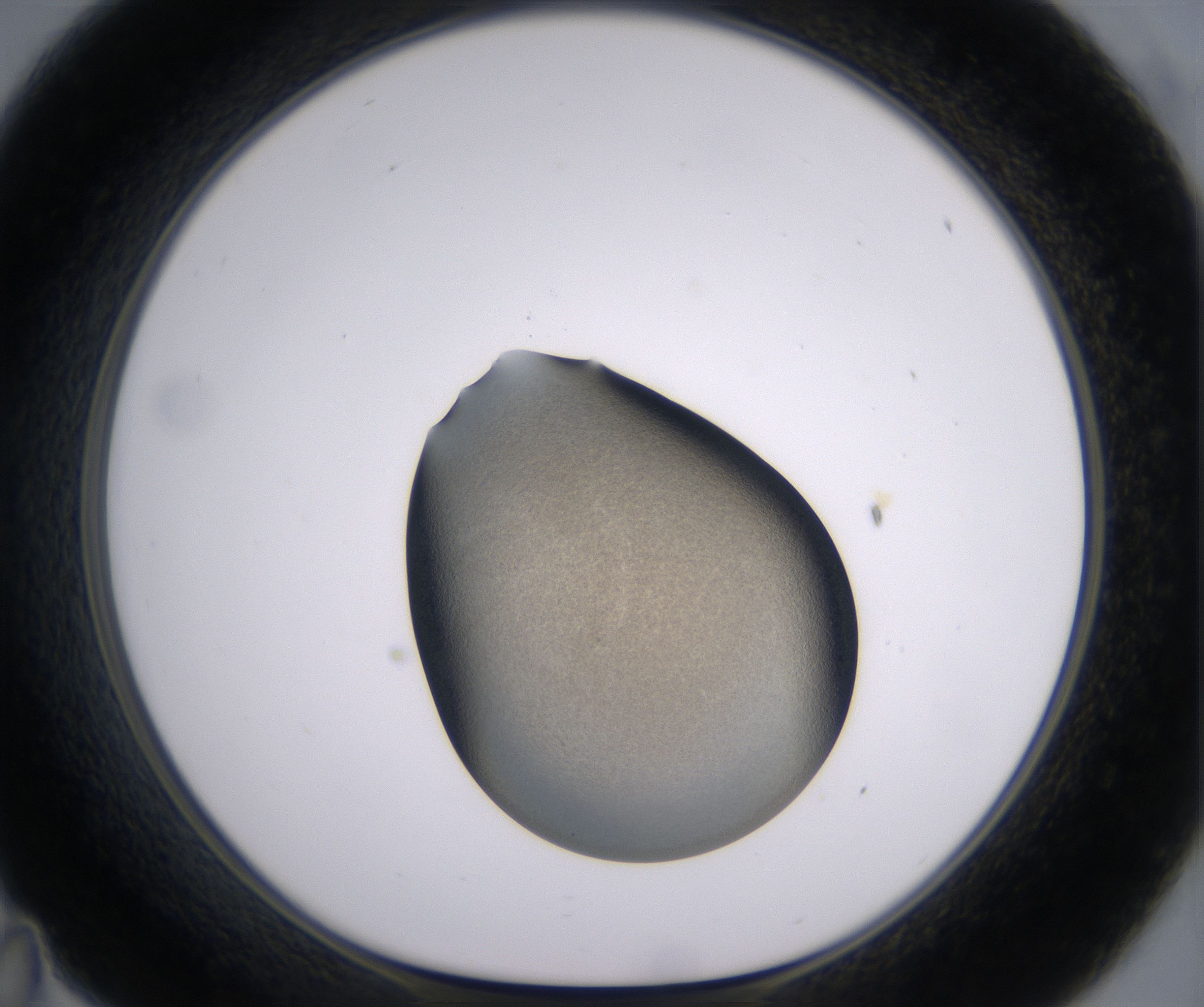 C11_HighResolution_Precipitate_1.jpg