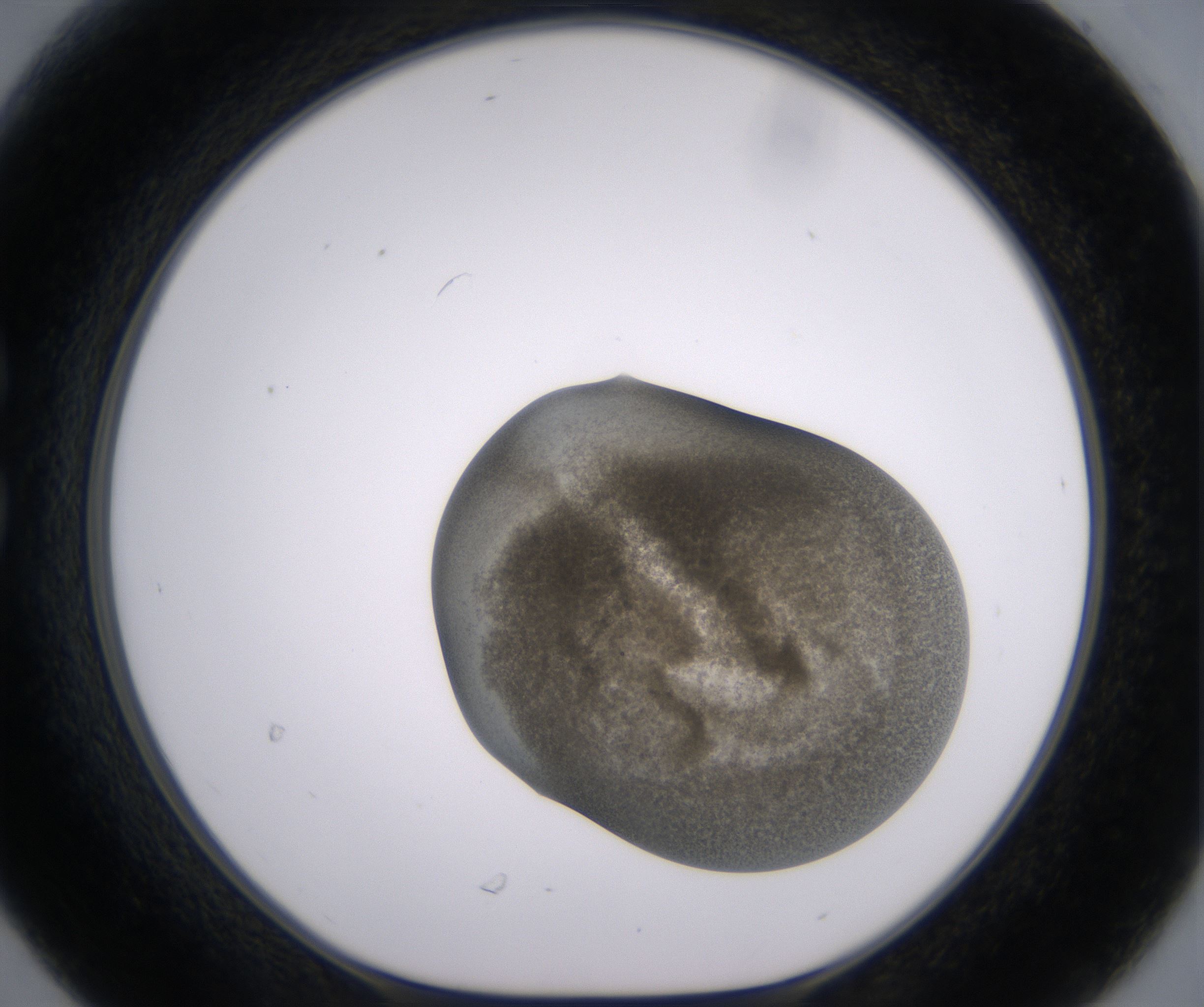 C6_HighResolution_Precipitate_1.jpg