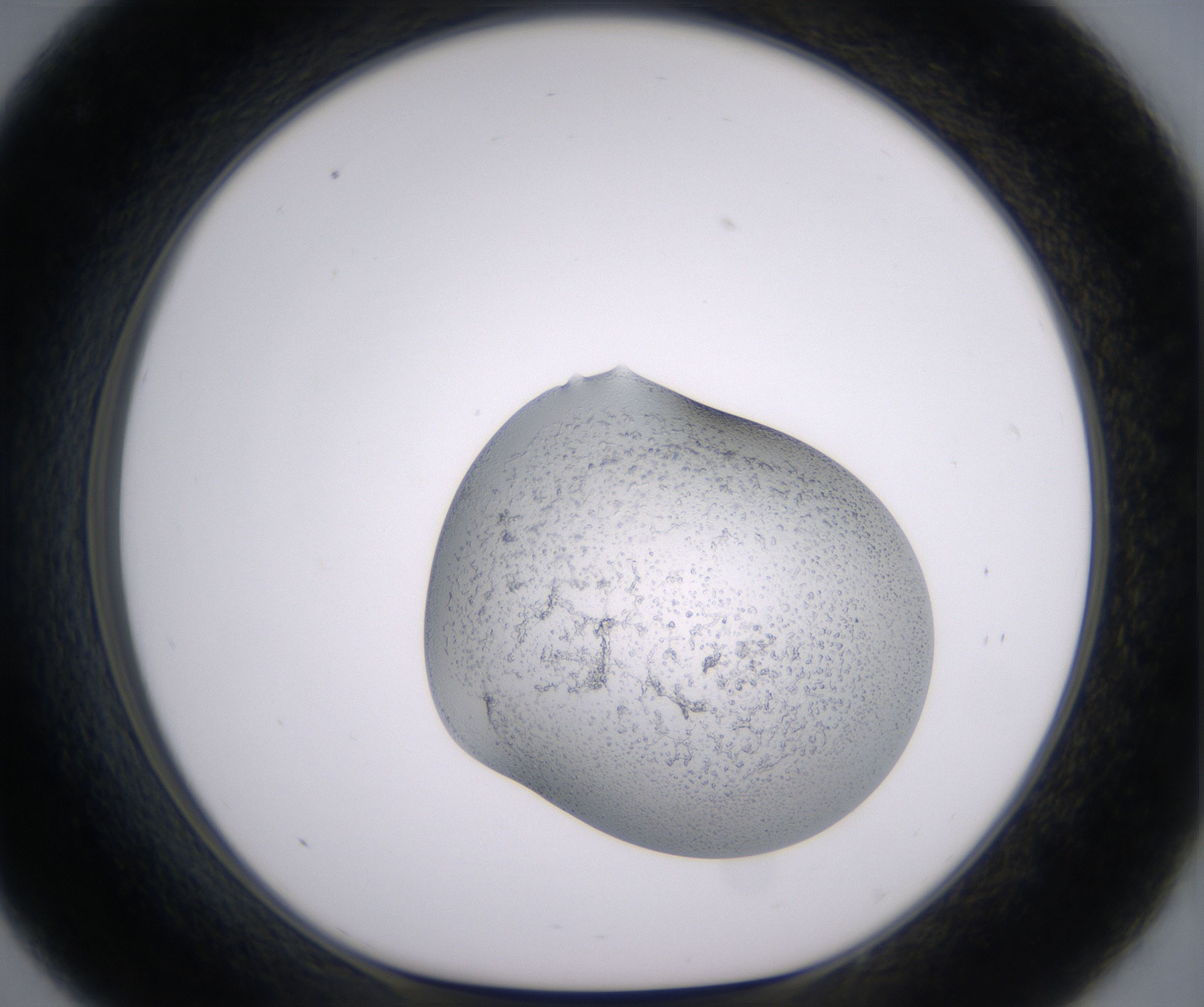 C9_HighResolution_Precipitate_1.jpg