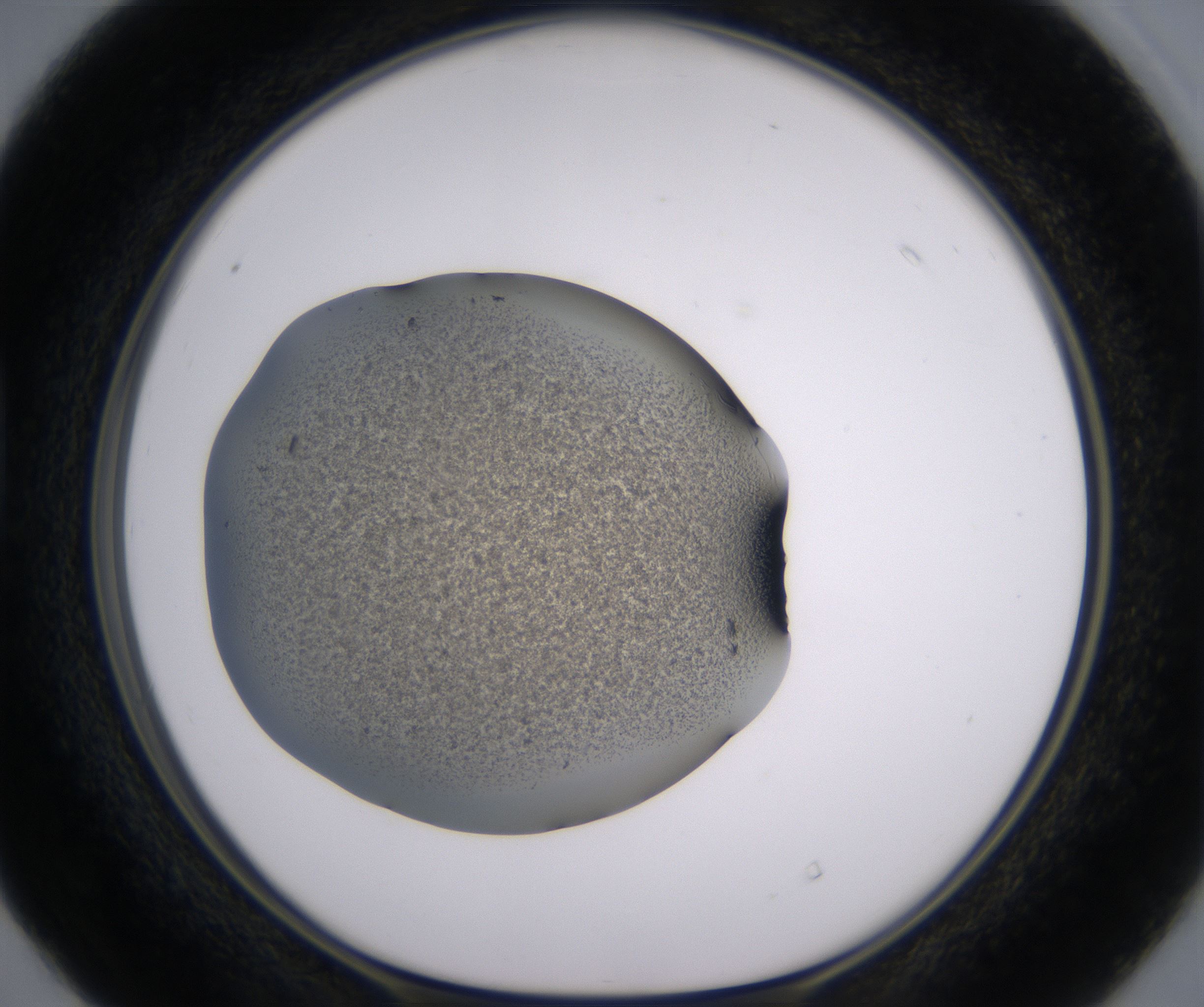 D4_HighResolution_Precipitate_1.jpg