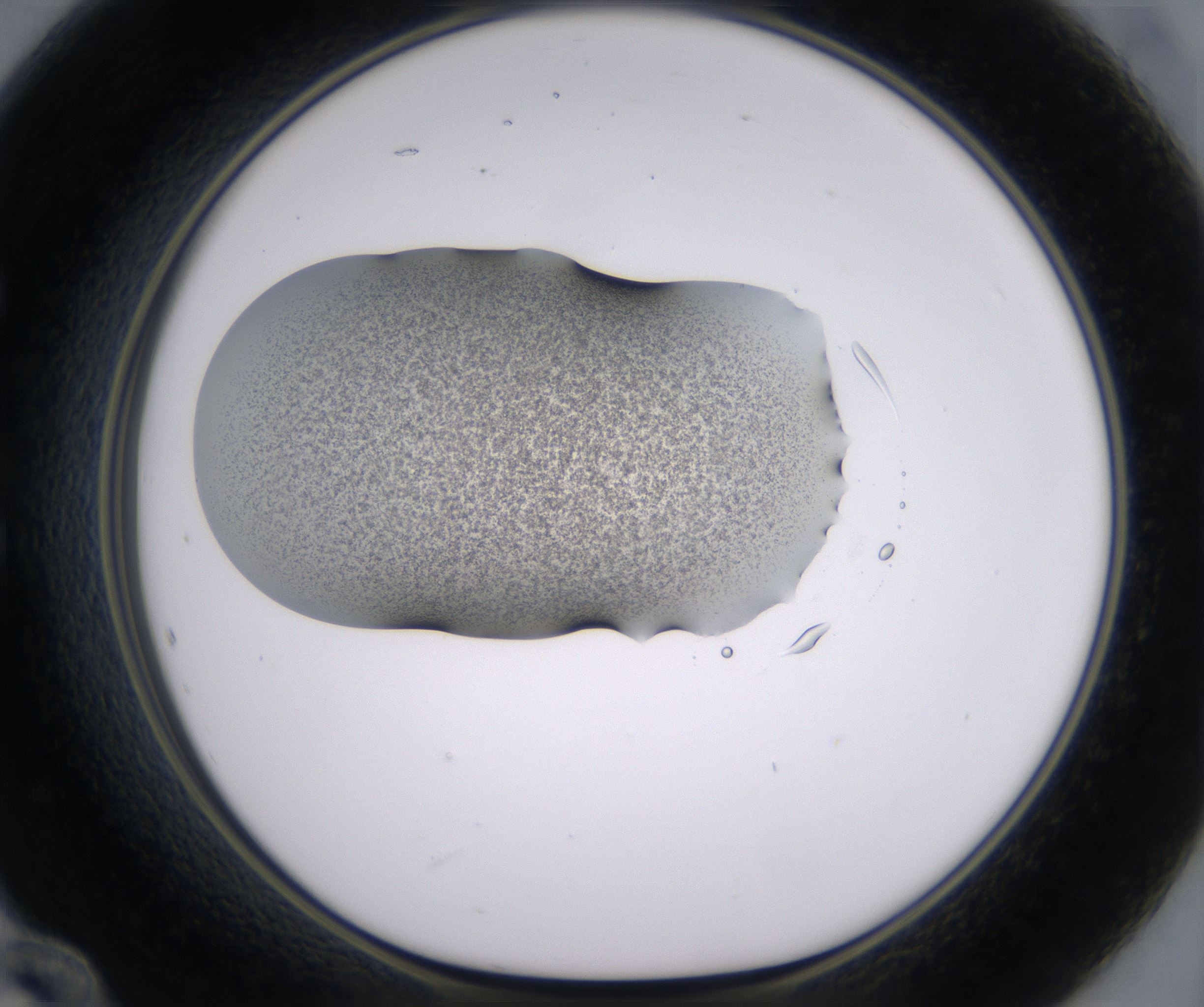 E12_HighResolution_Precipitate_1.jpg