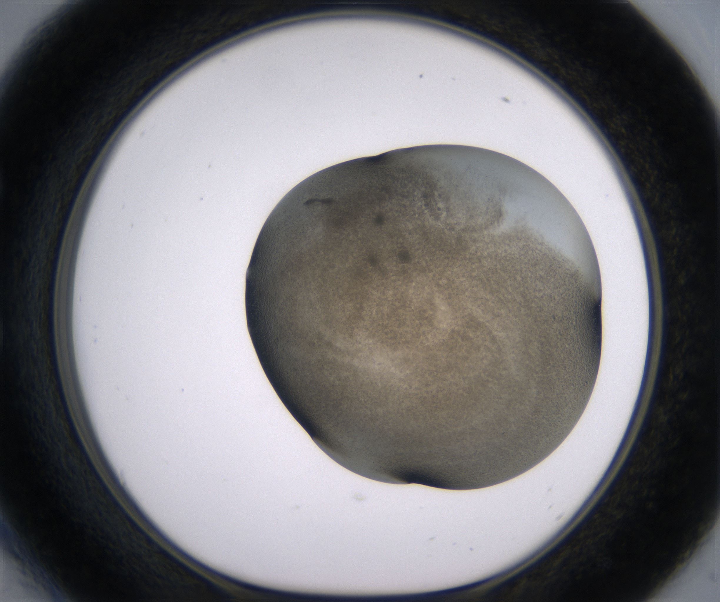 E6_HighResolution_Precipitate_1.jpg