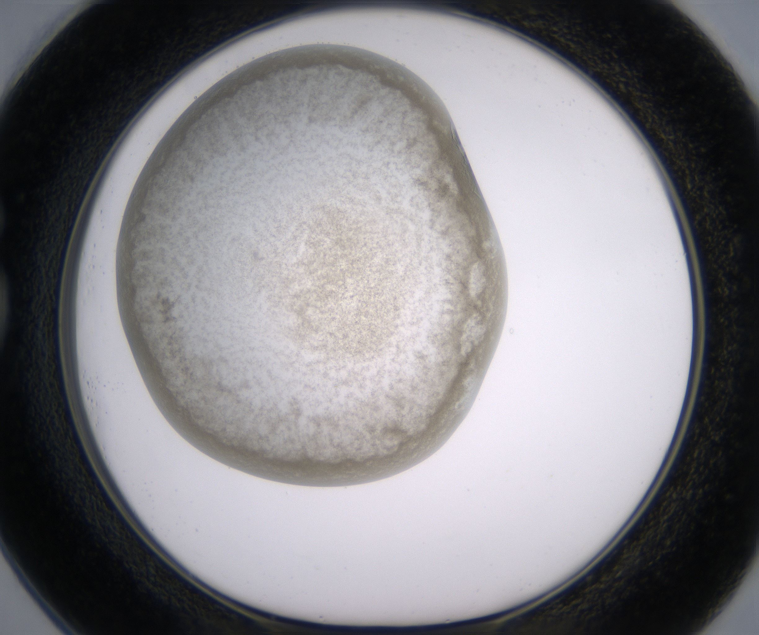 G1_HighResolution_Precipitate_1.jpg