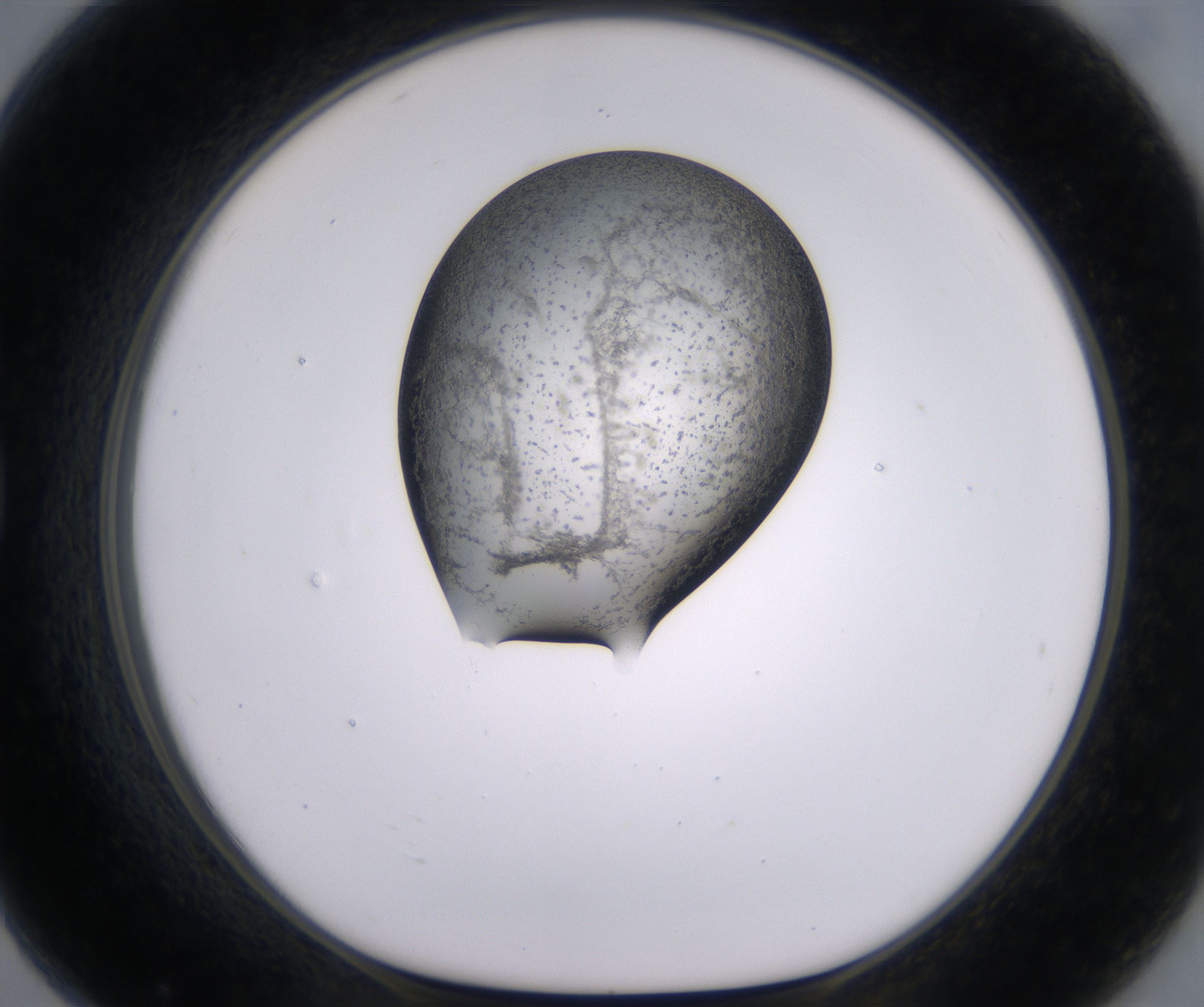 G7_HighResolution_Precipitate_1.jpg