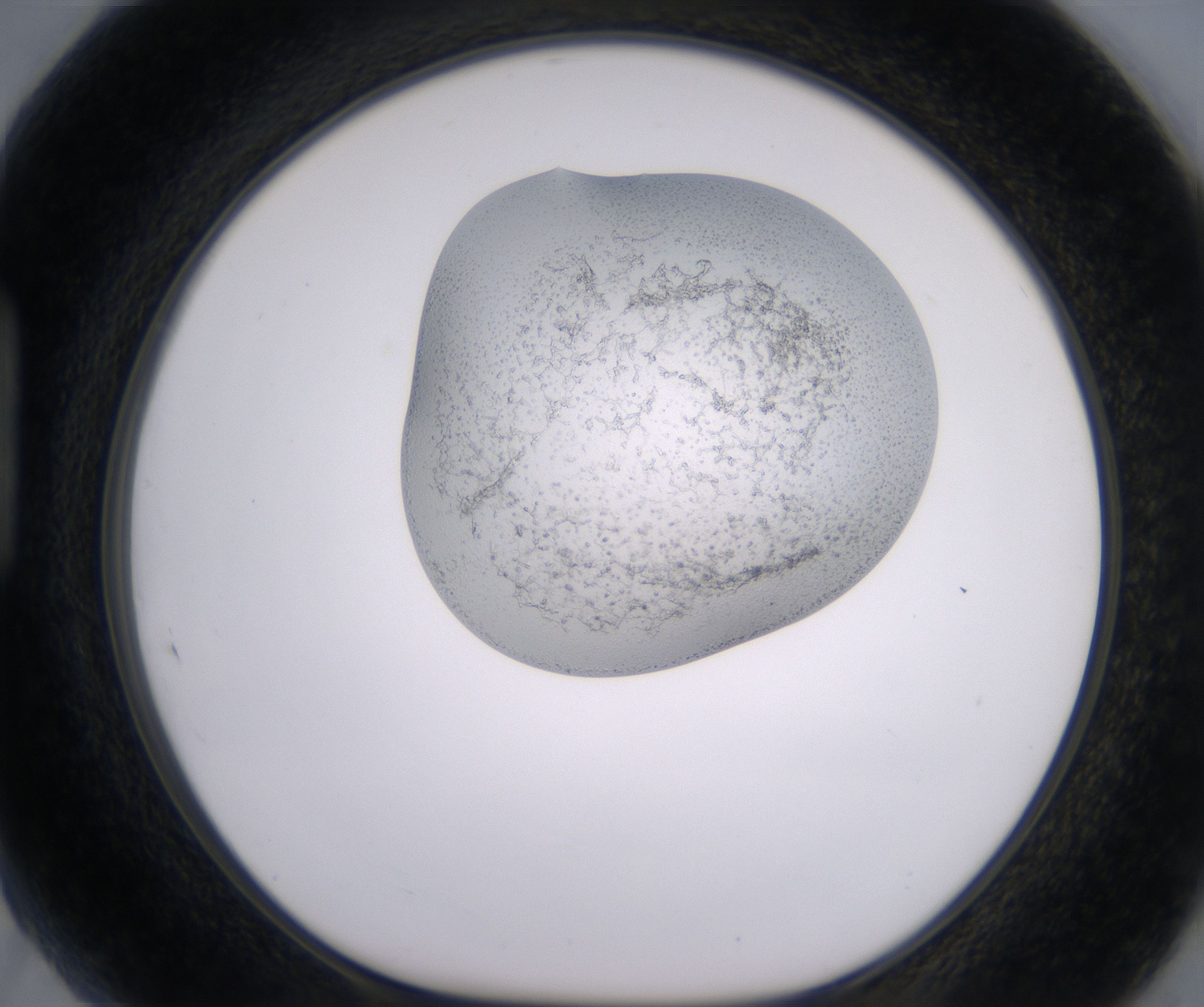 H5_HighResolution_Precipitate_1.jpg
