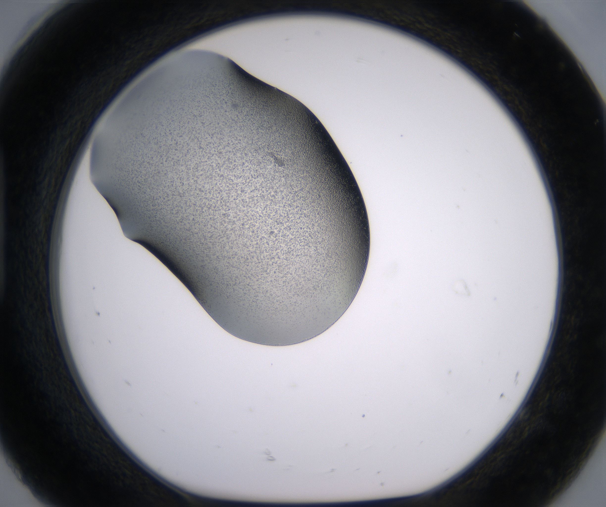 H8_HighResolution_Precipitate_1.jpg