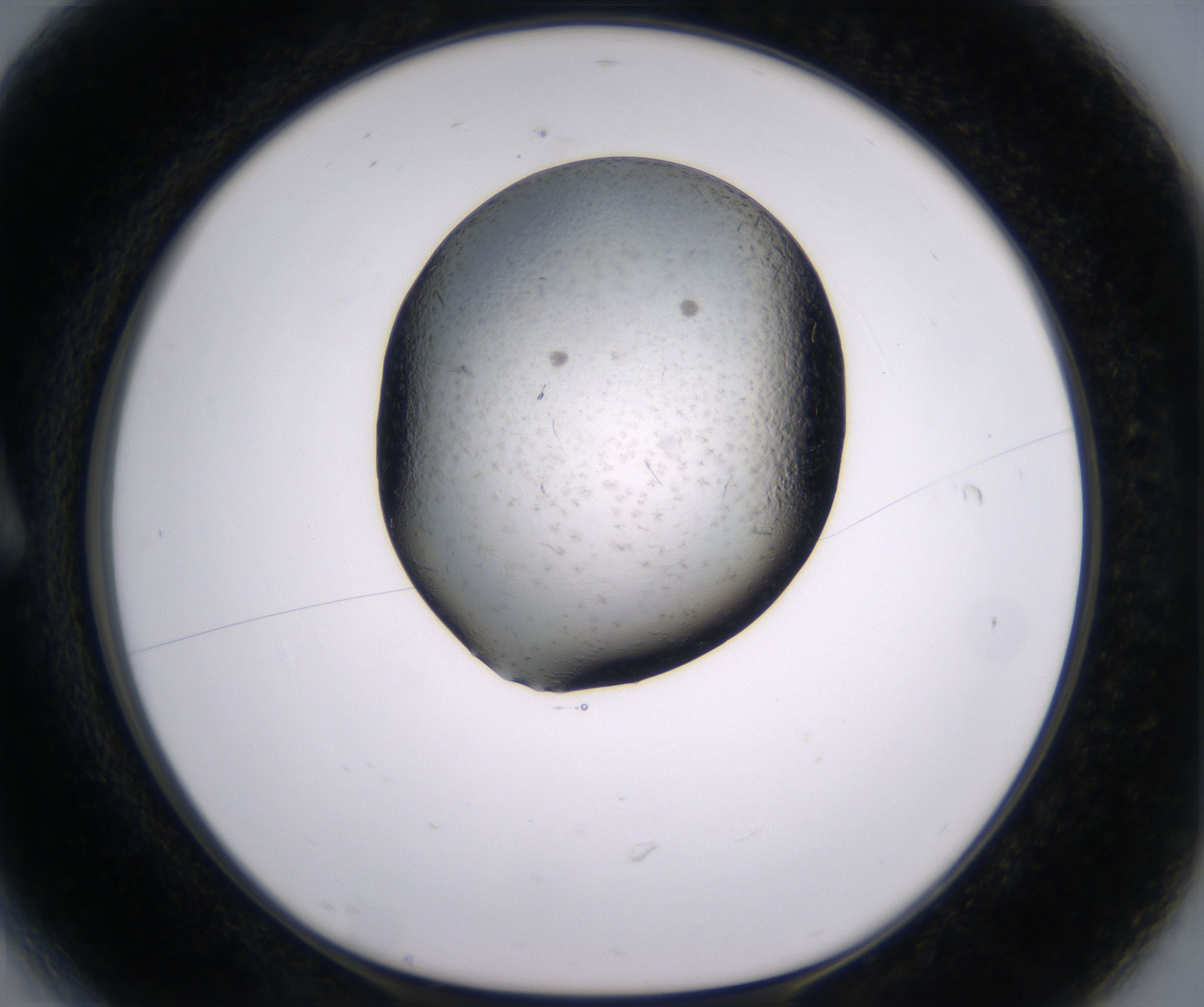 A6_HighResolution_Precipitate_1.jpg