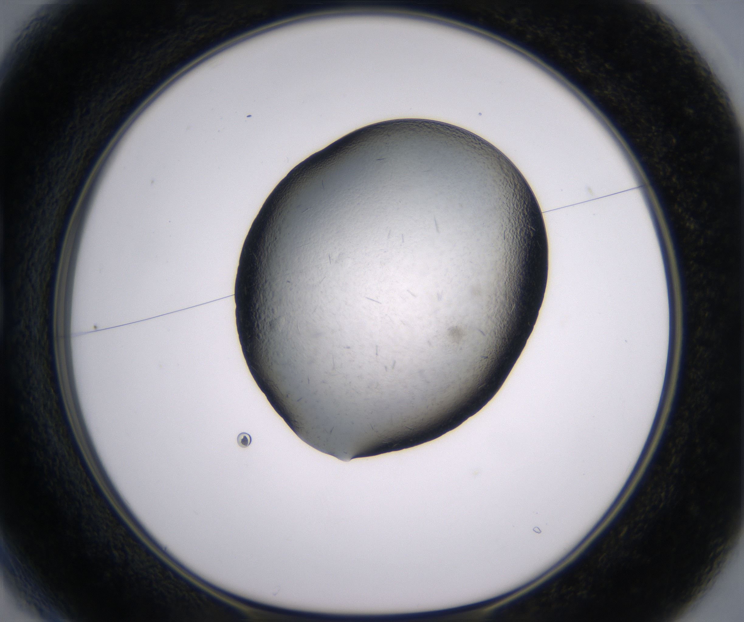 B1_HighResolution_Crystal_1.jpg