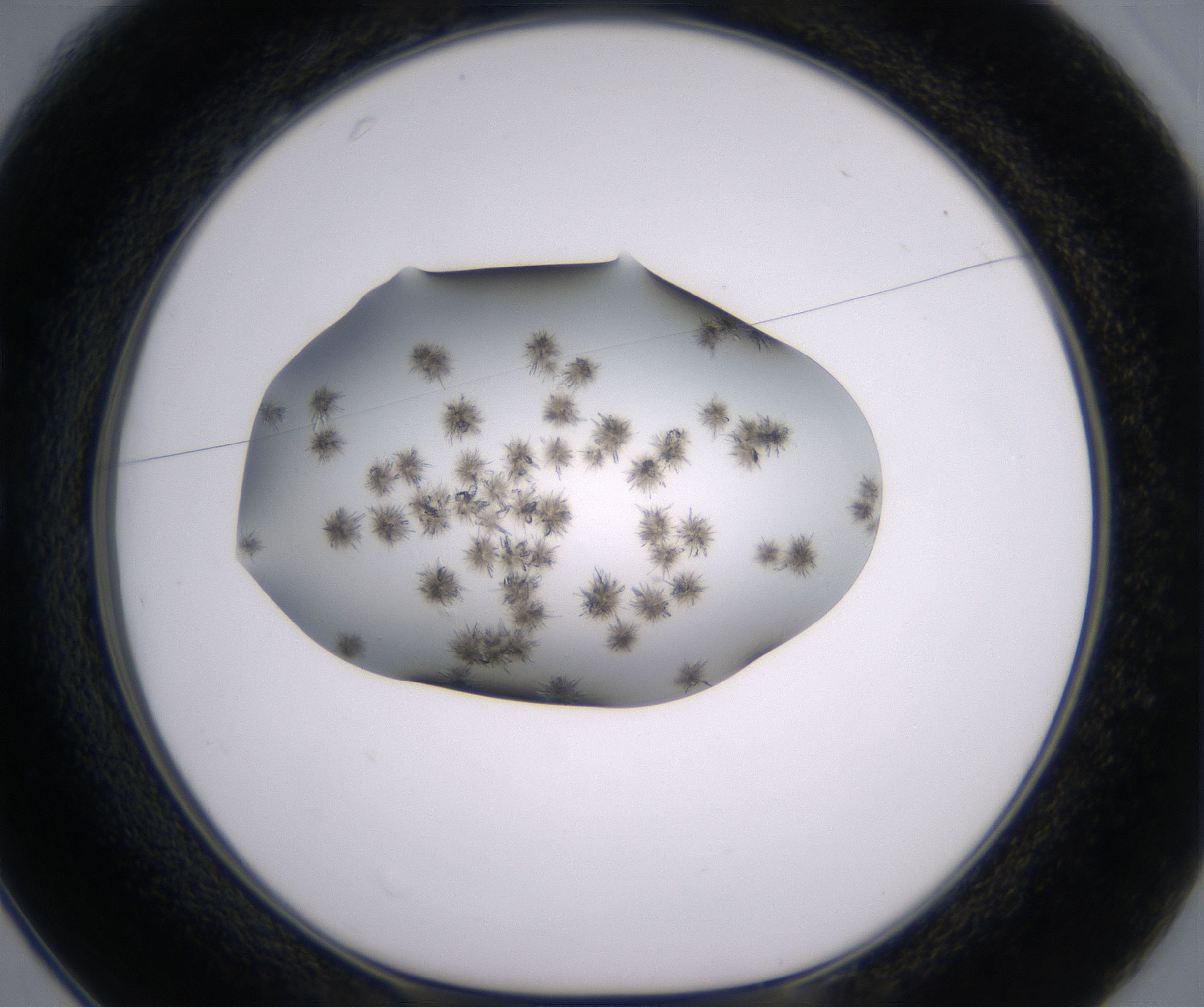 C1_HighResolution_Crystal_1.jpg