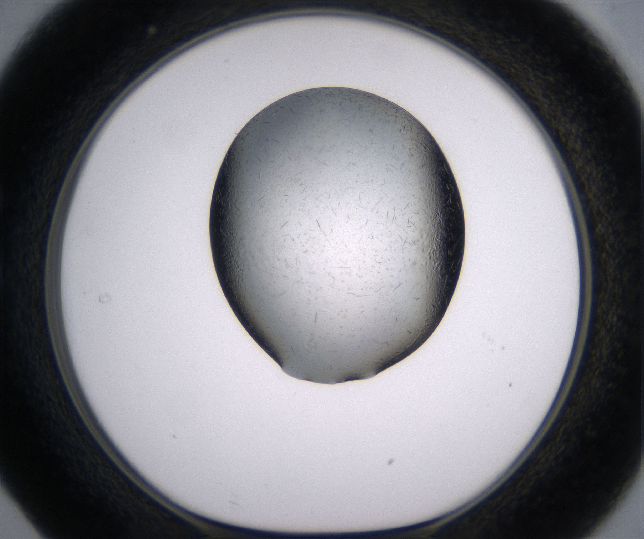 C5_HighResolution_Crystal_1.jpg
