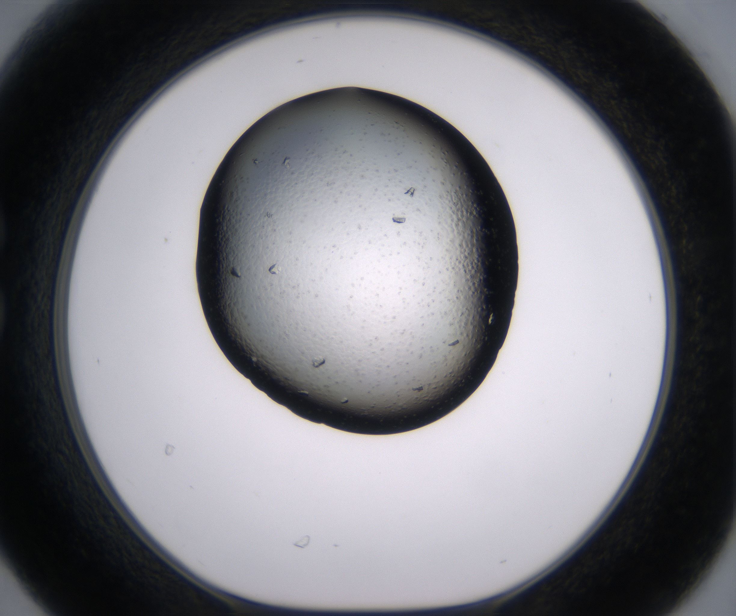 C6_HighResolution_Crystal_1.jpg