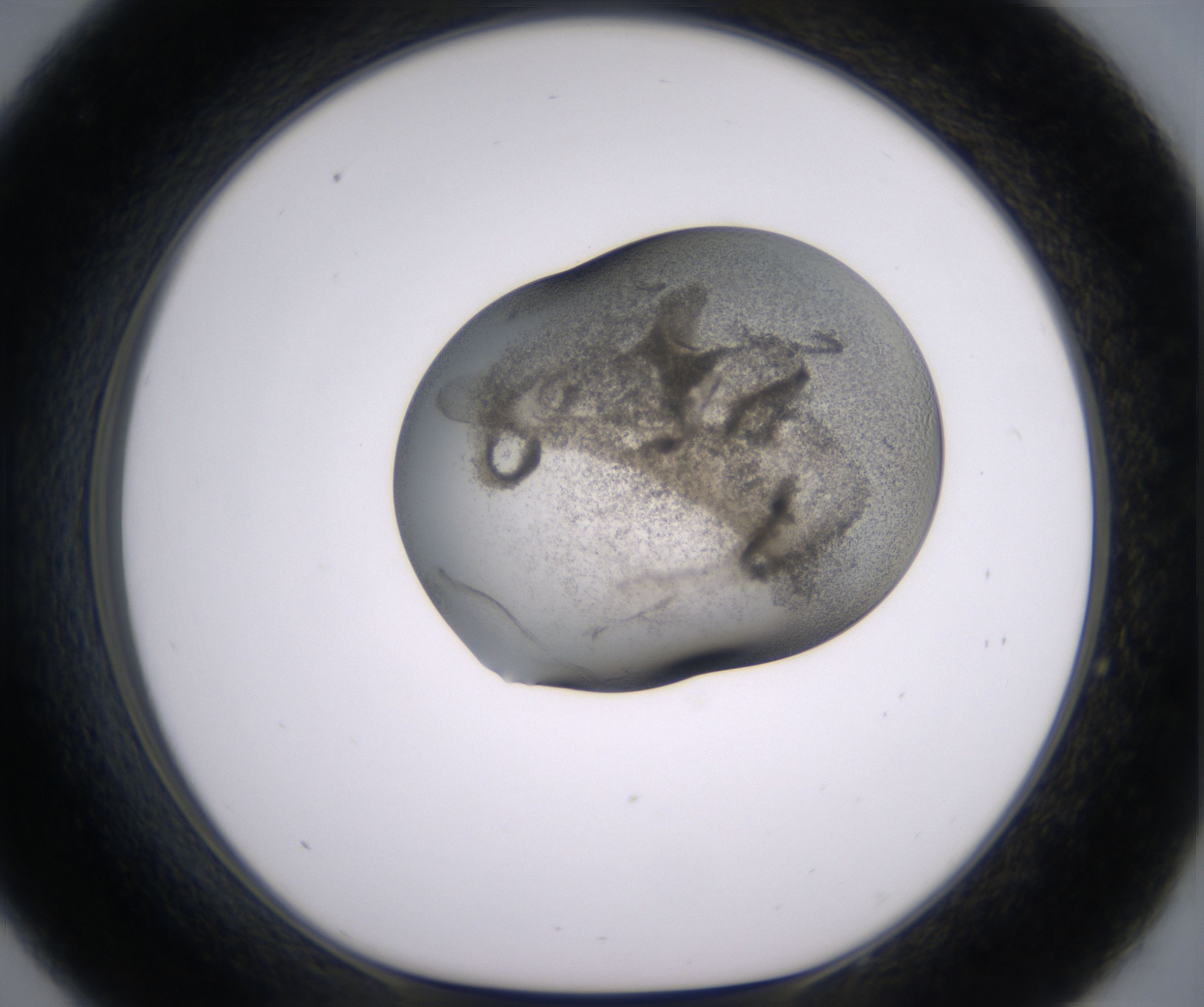 C9_HighResolution_Precipitate_1.jpg