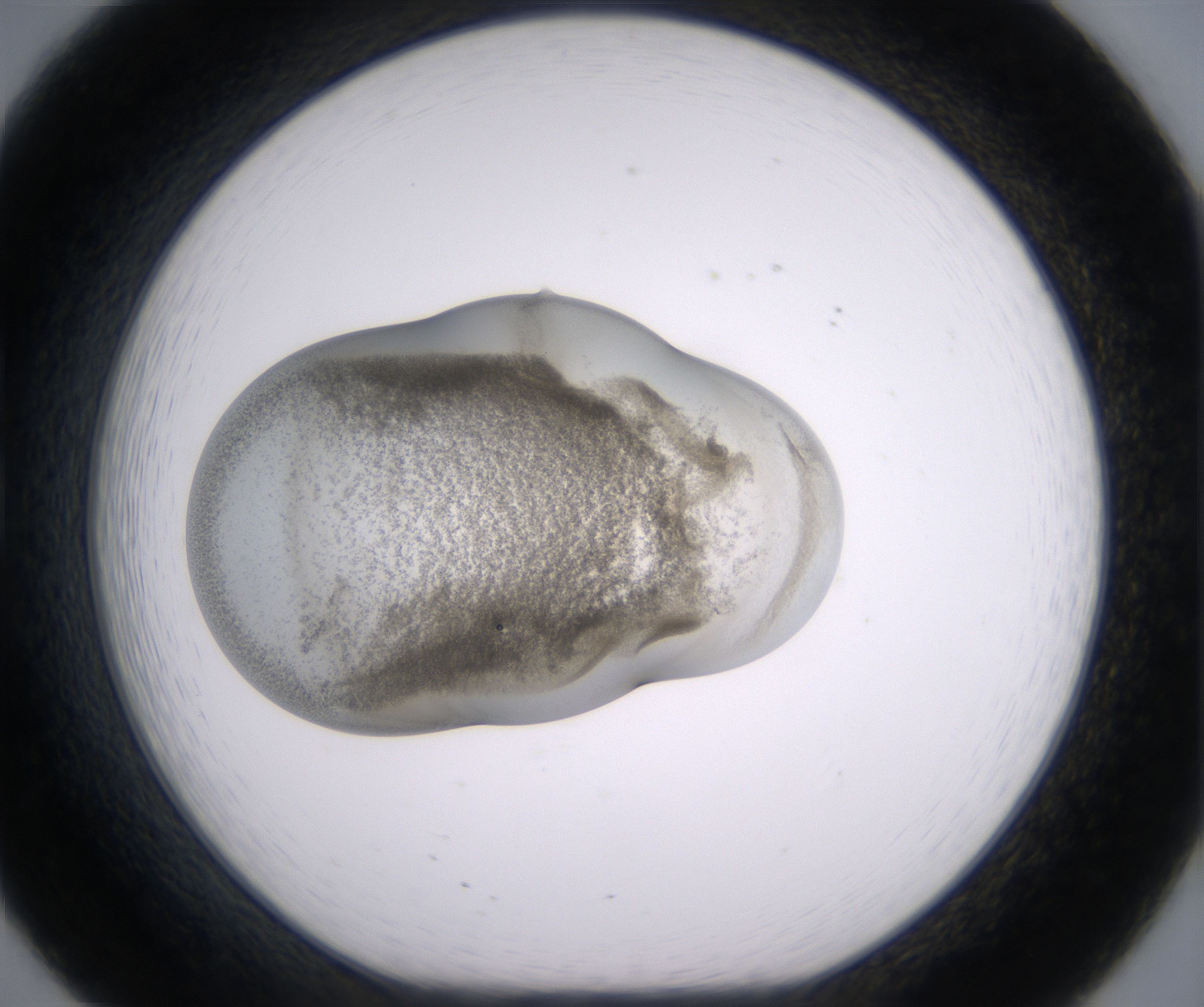 B8_HighResolution_Precipitate_1.jpg