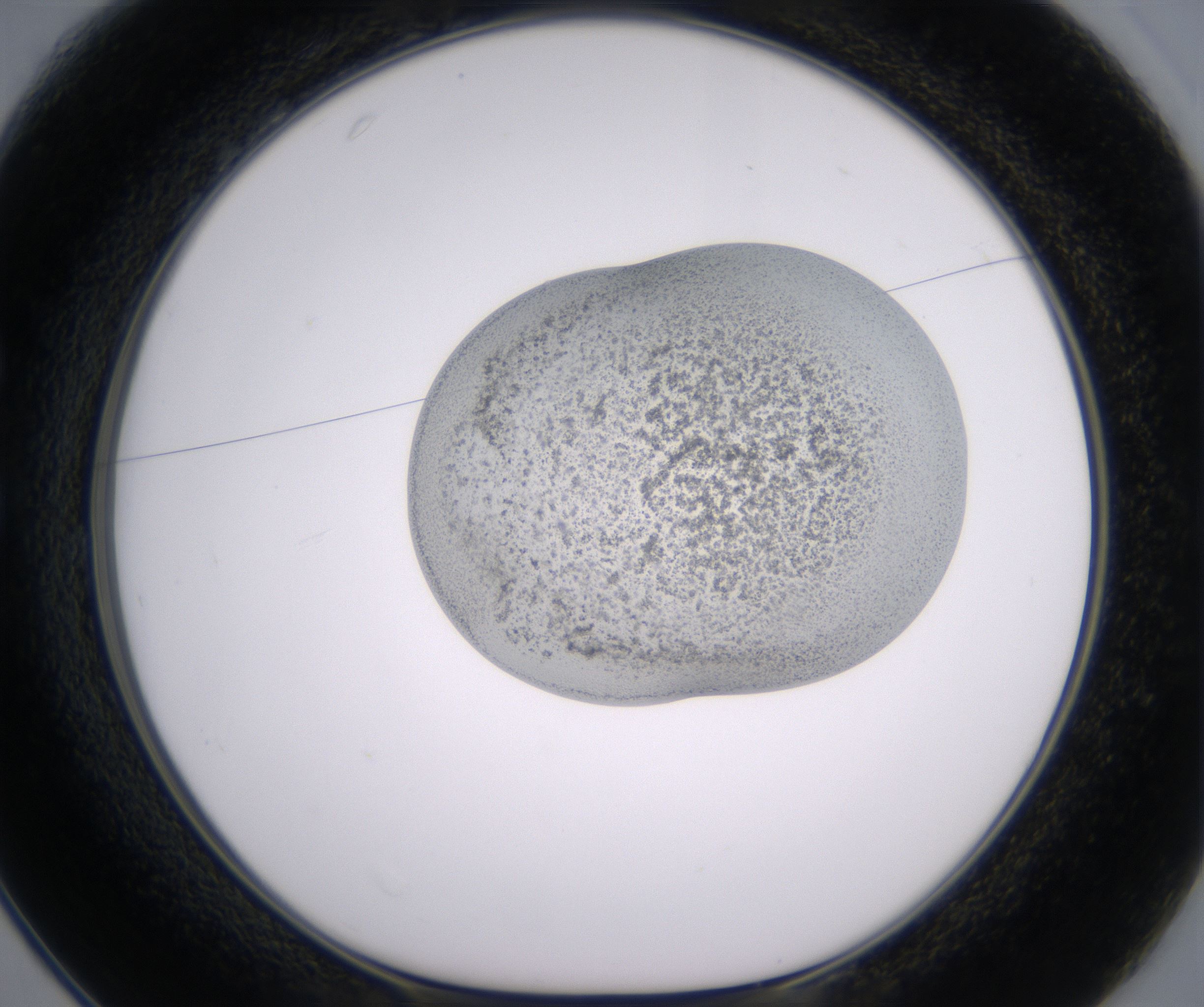 C1_HighResolution_Precipitate_1.jpg