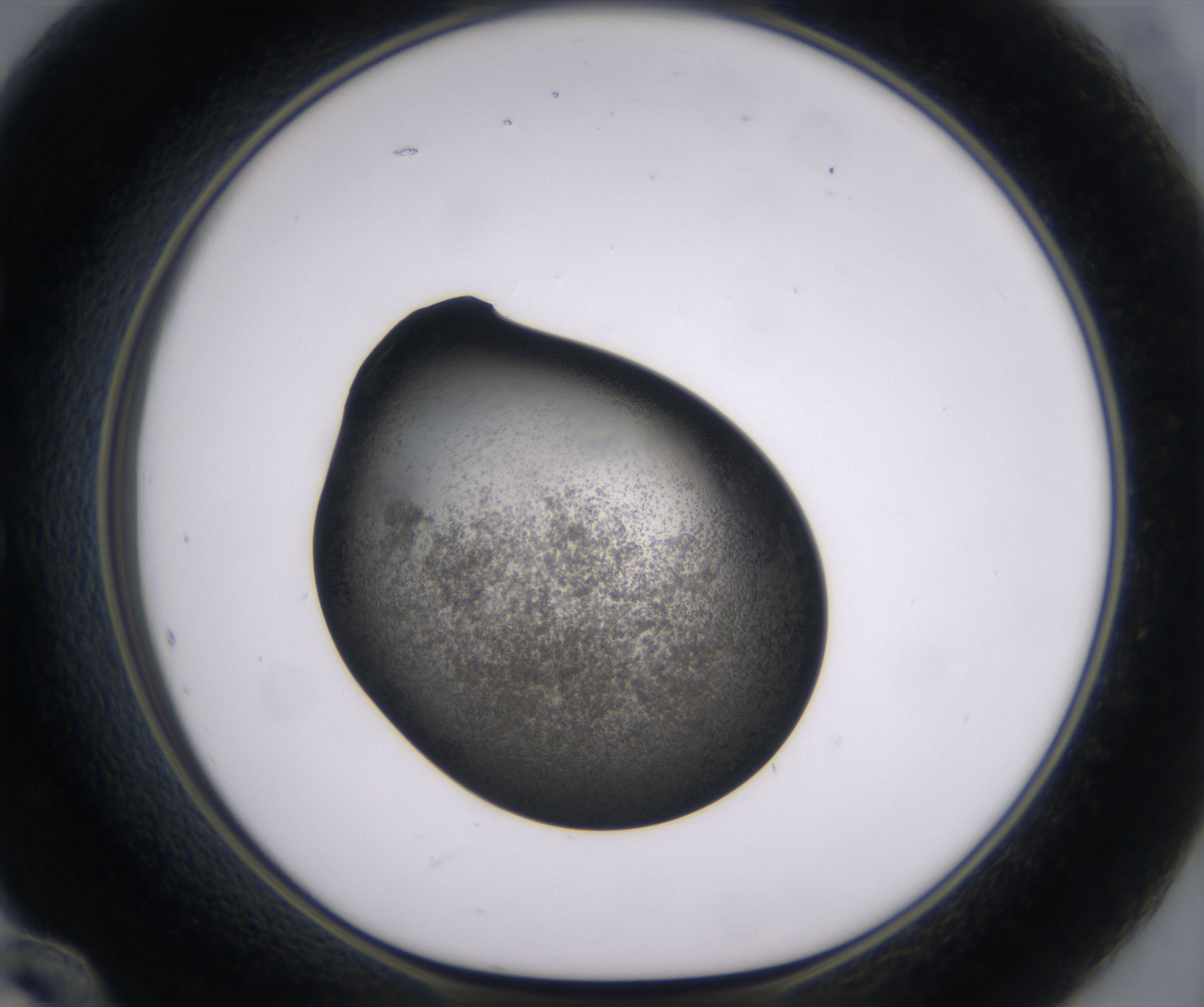 E12_HighResolution_Precipitate_1.jpg