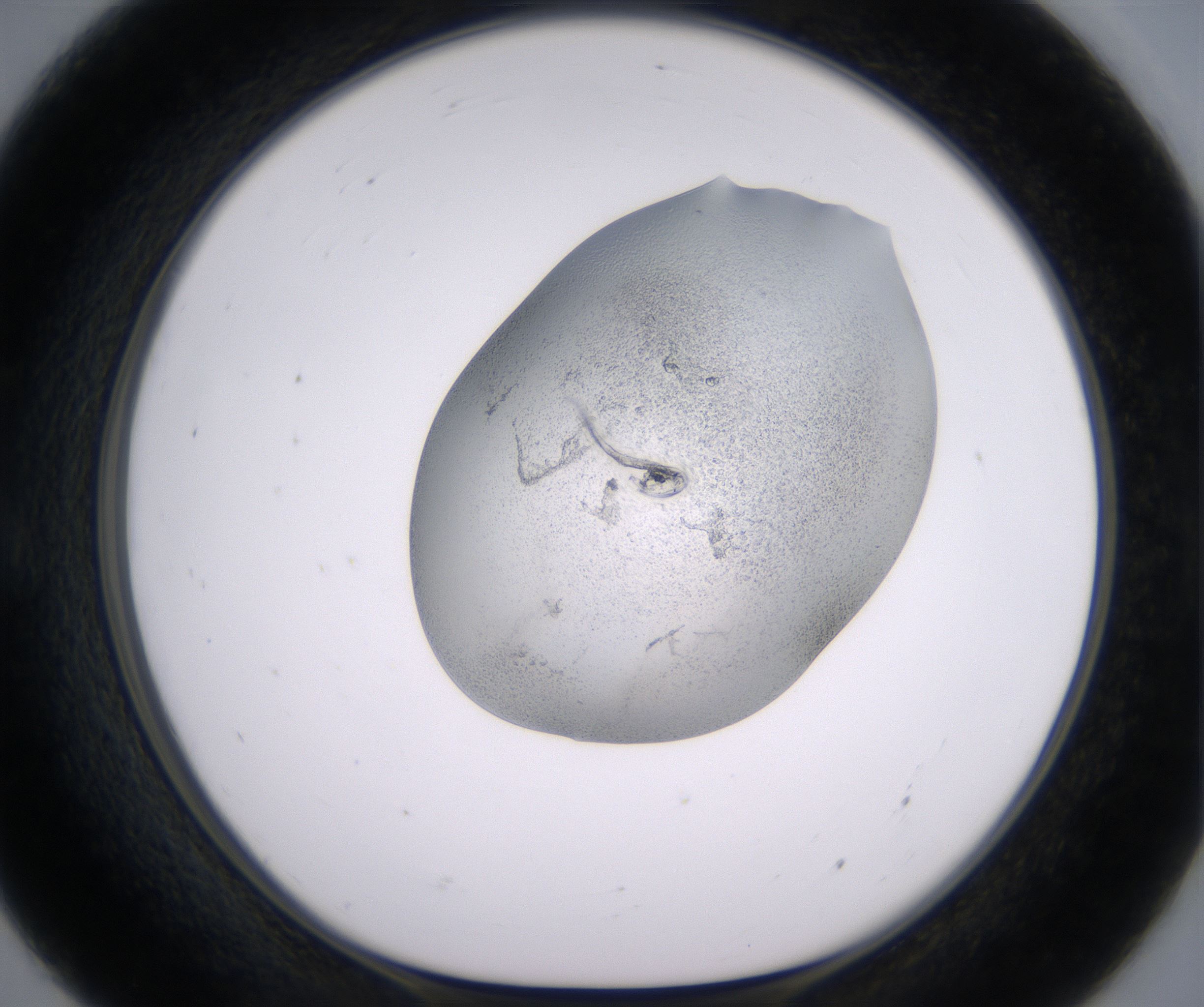 E7_HighResolution_Precipitate_1.jpg