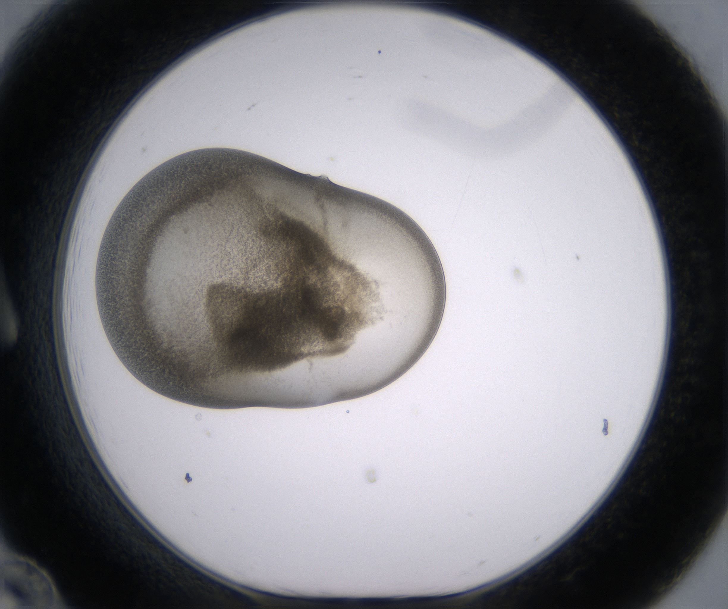 A12_HighResolution_Precipitate_1.jpg