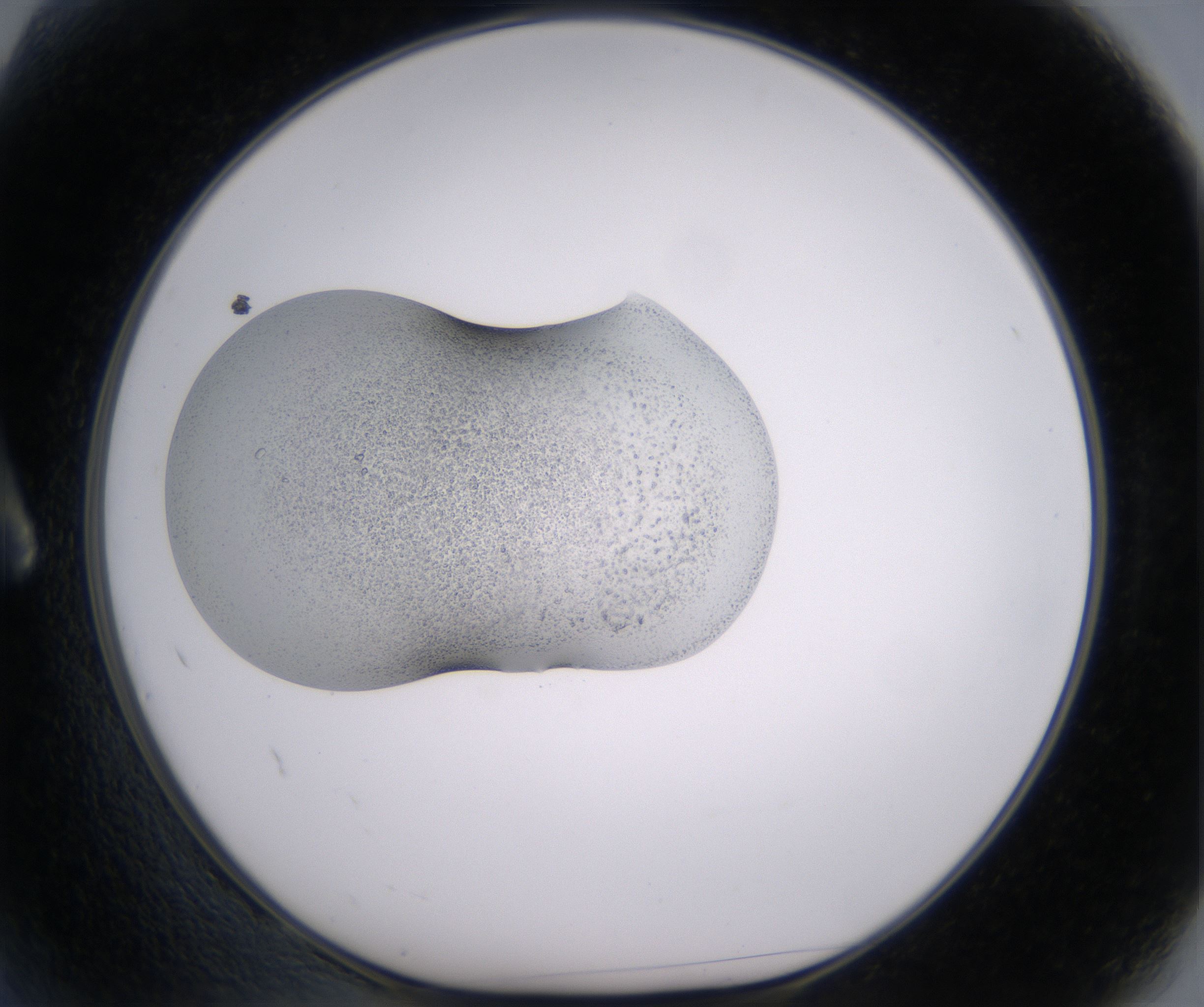A2_HighResolution_Precipitate_1.jpg